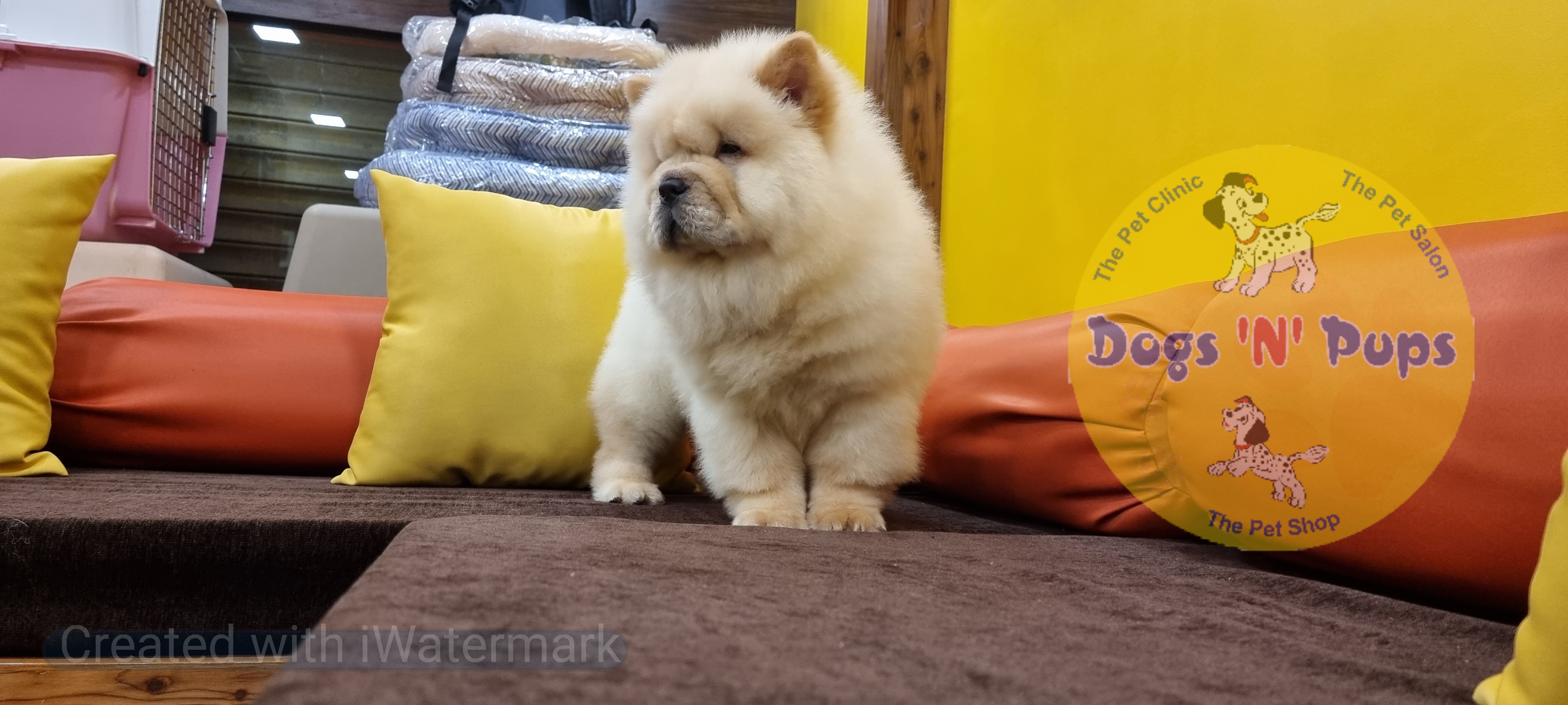 Chow chow image 6