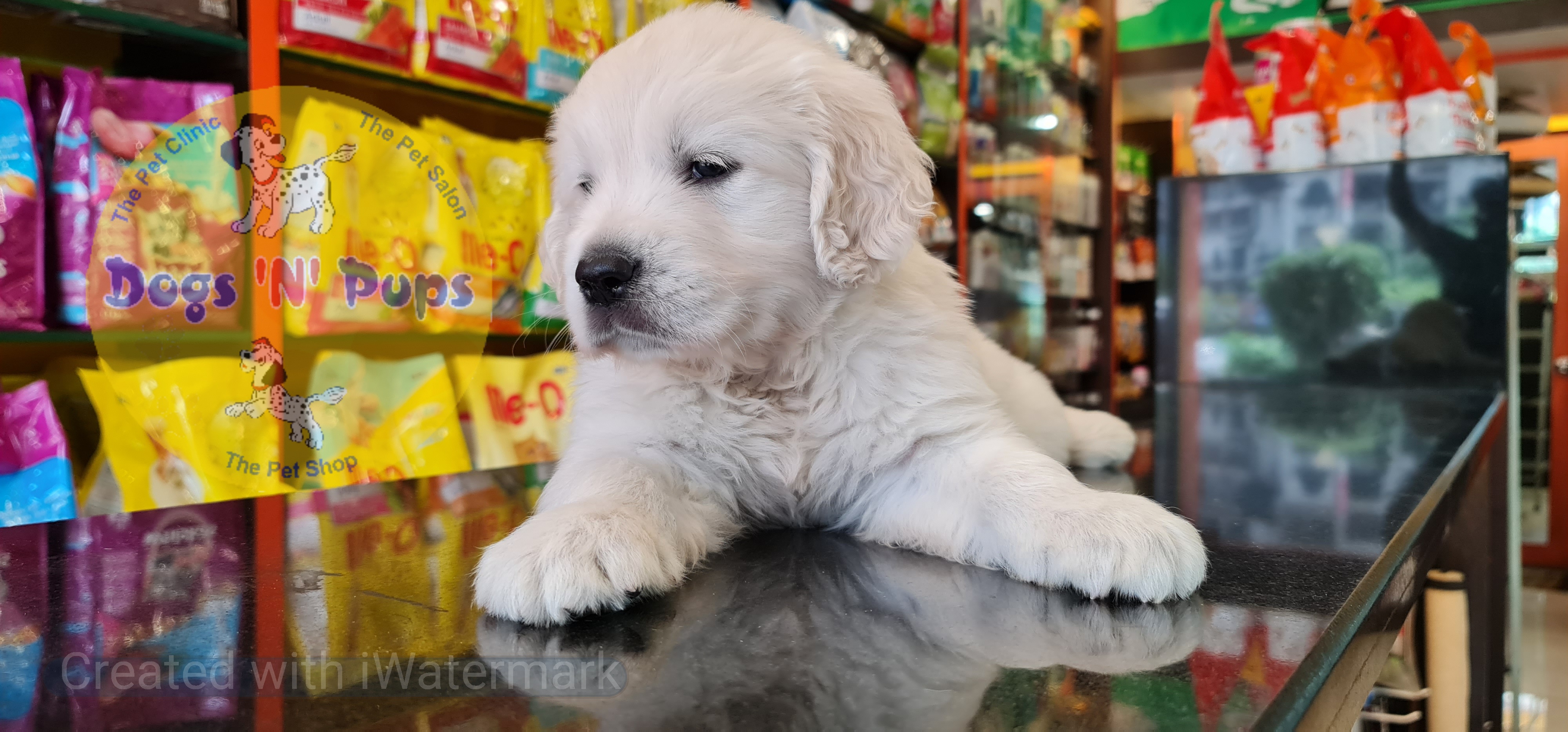 Golden retriever puppy  image 12