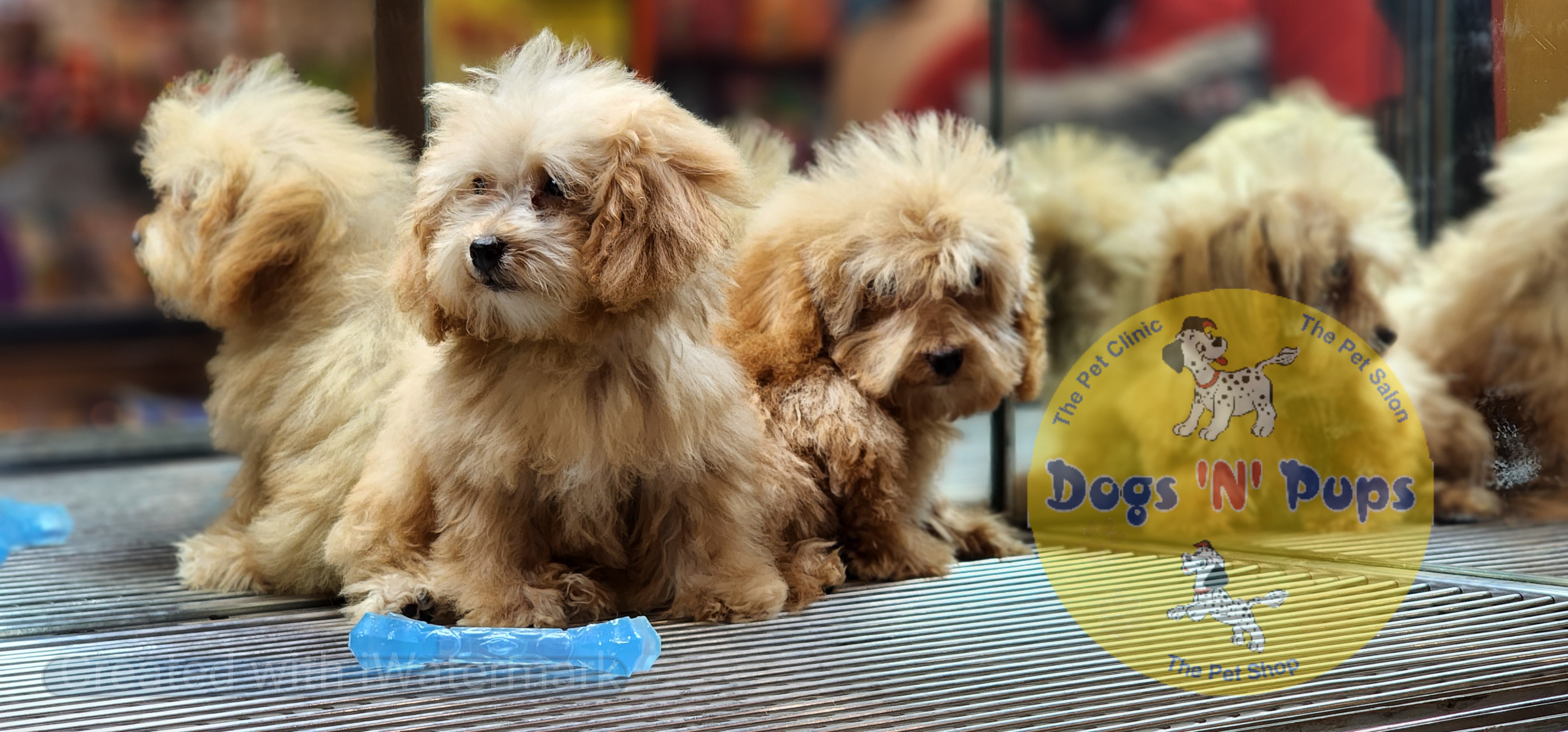 Poodle   Teacup image 7