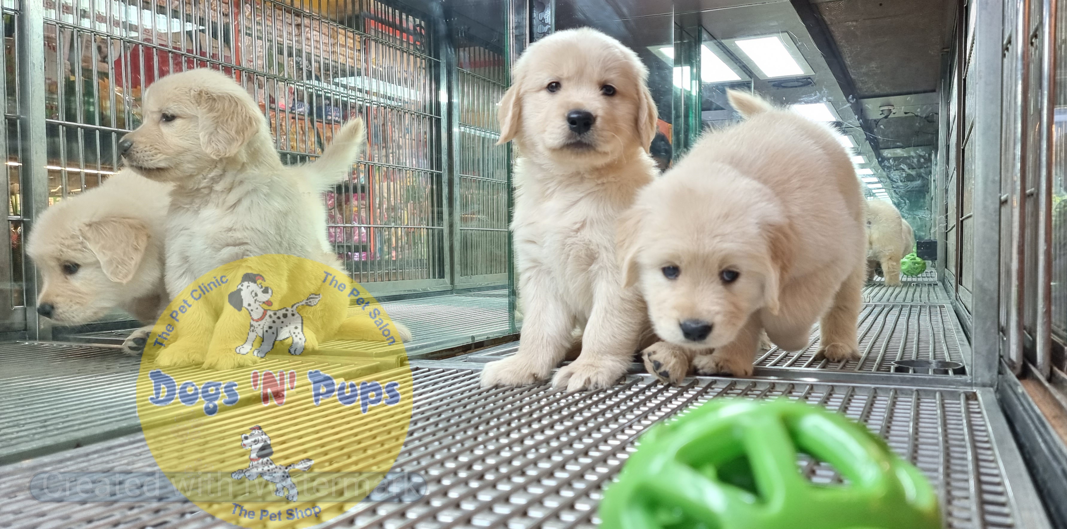 Golden retriever puppies  image 17