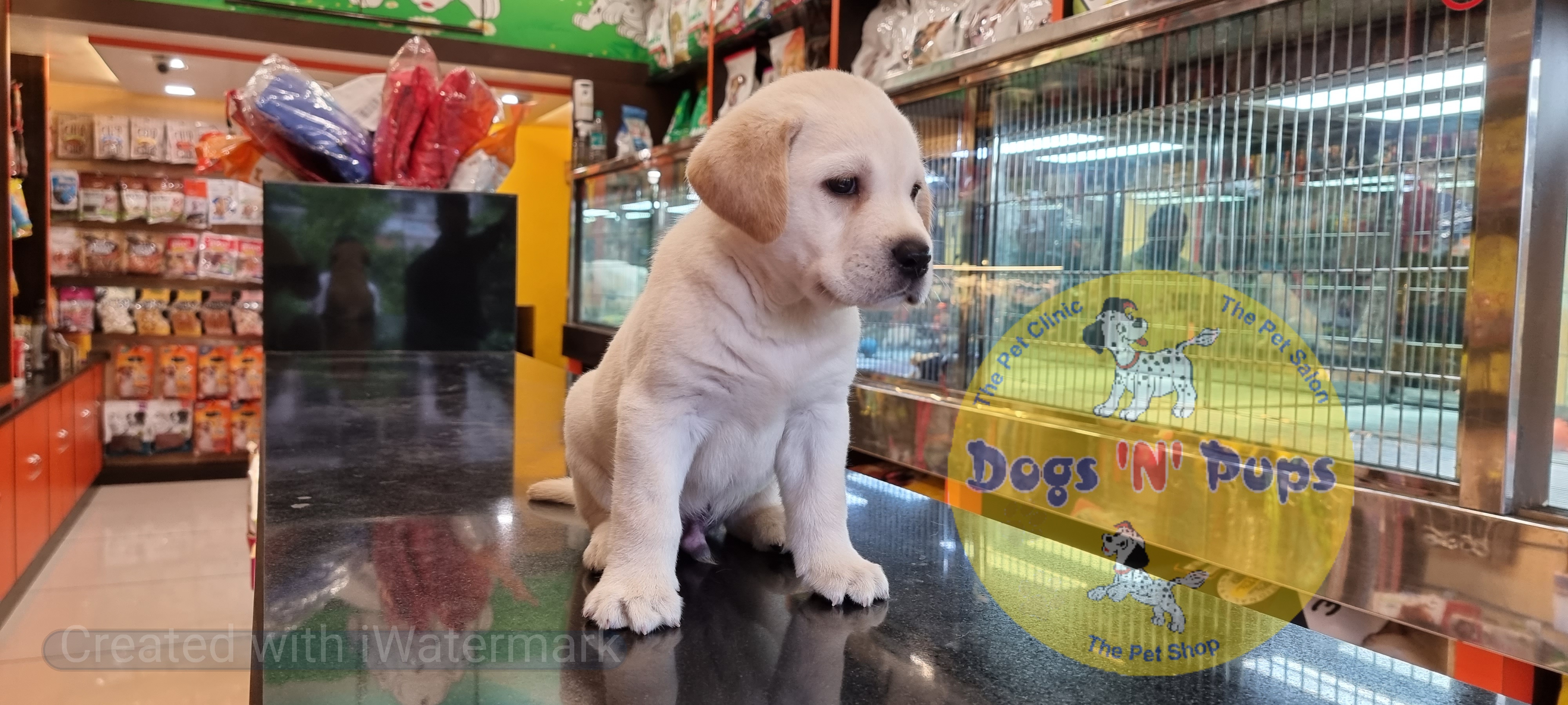 next dog posted image