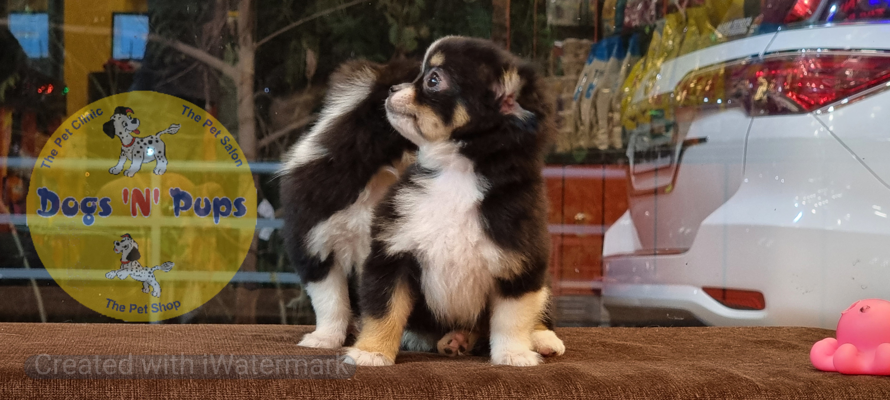 Chihuahua long haired  image 7