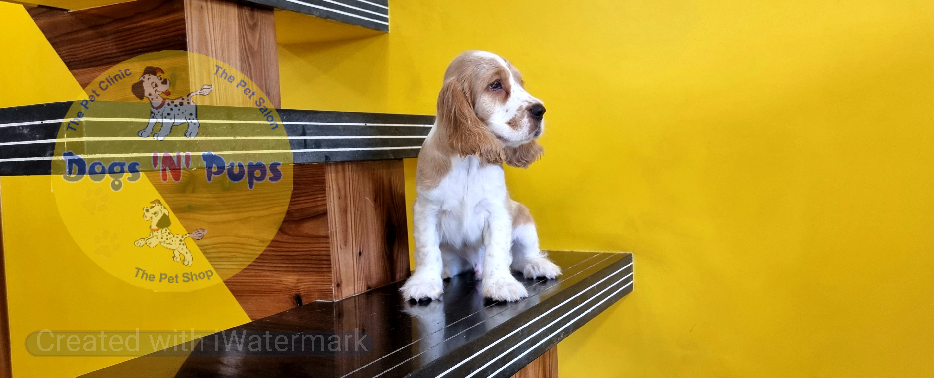 Cocker spaniel  image 4