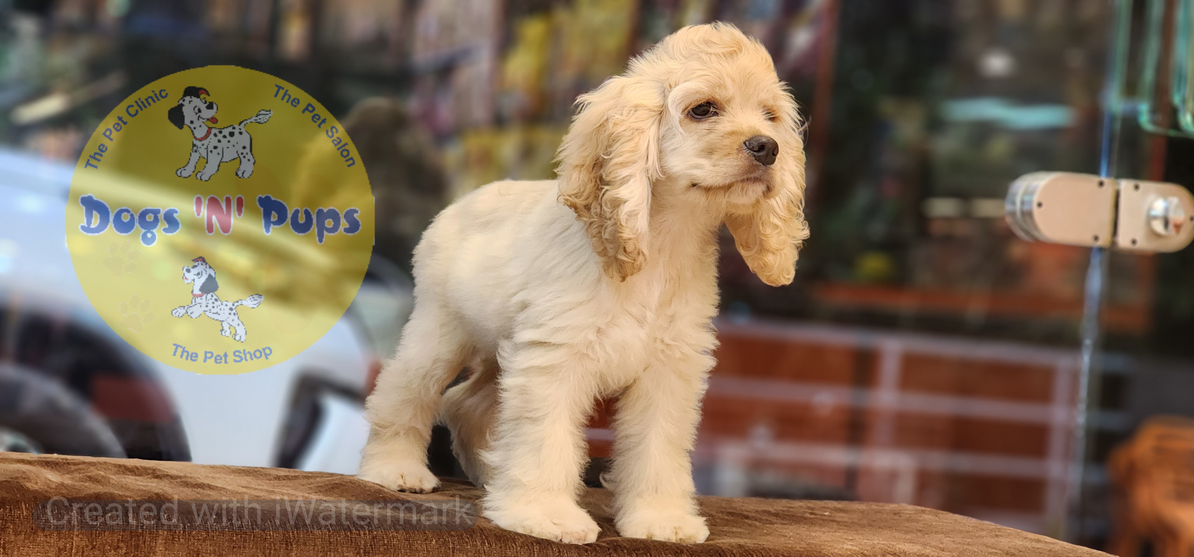 American Cocker Spaniel  image 3