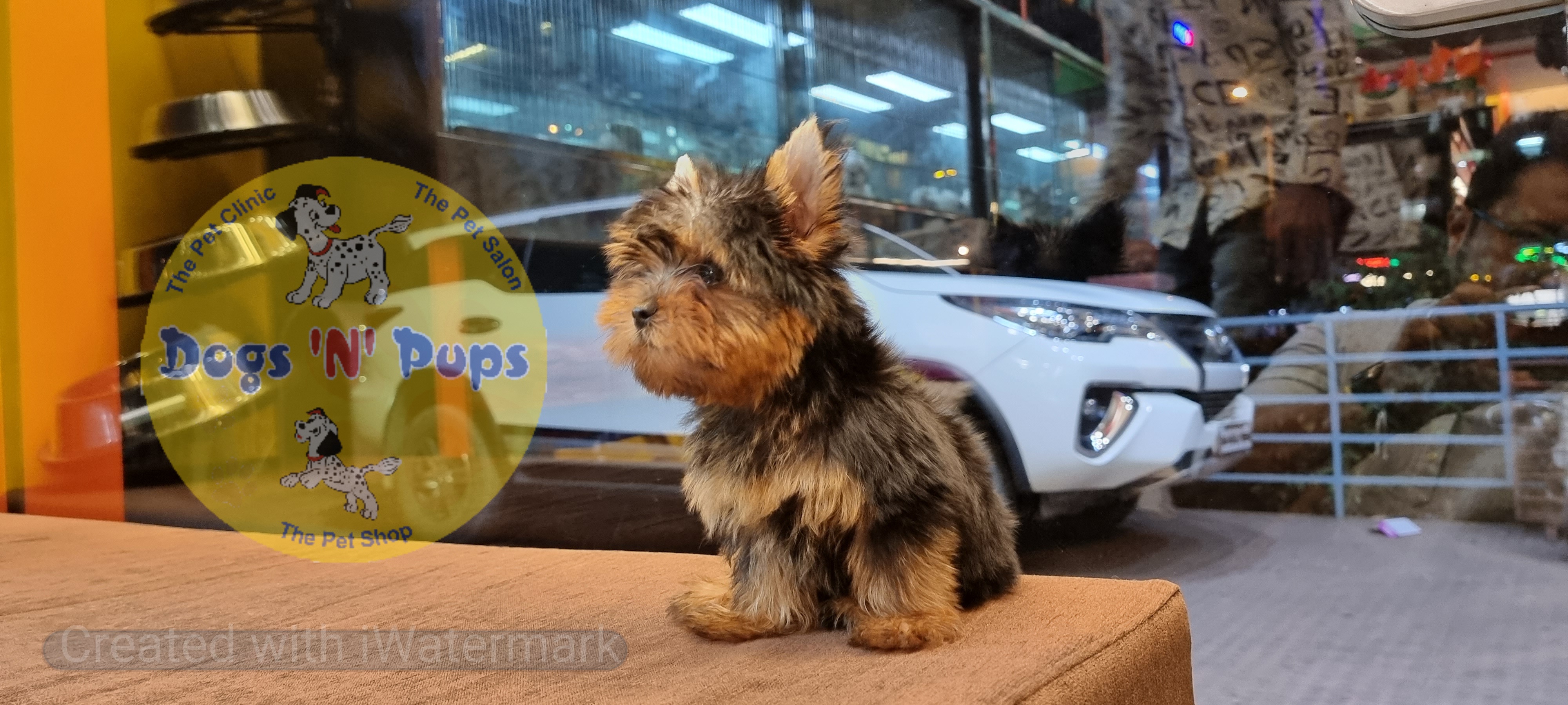 Yorkshire terrior  image 8