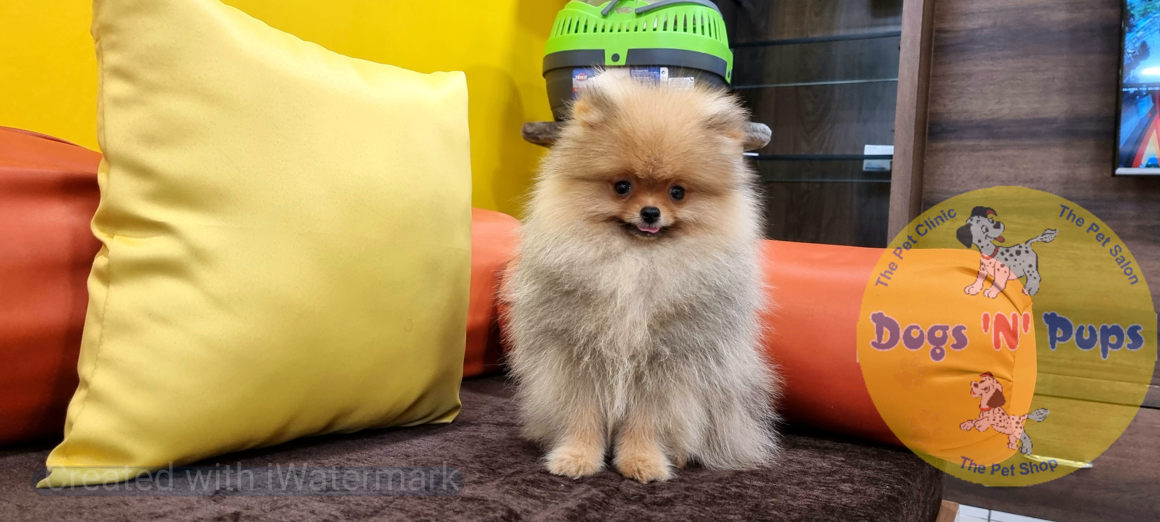 Toy pomeranian  image 9