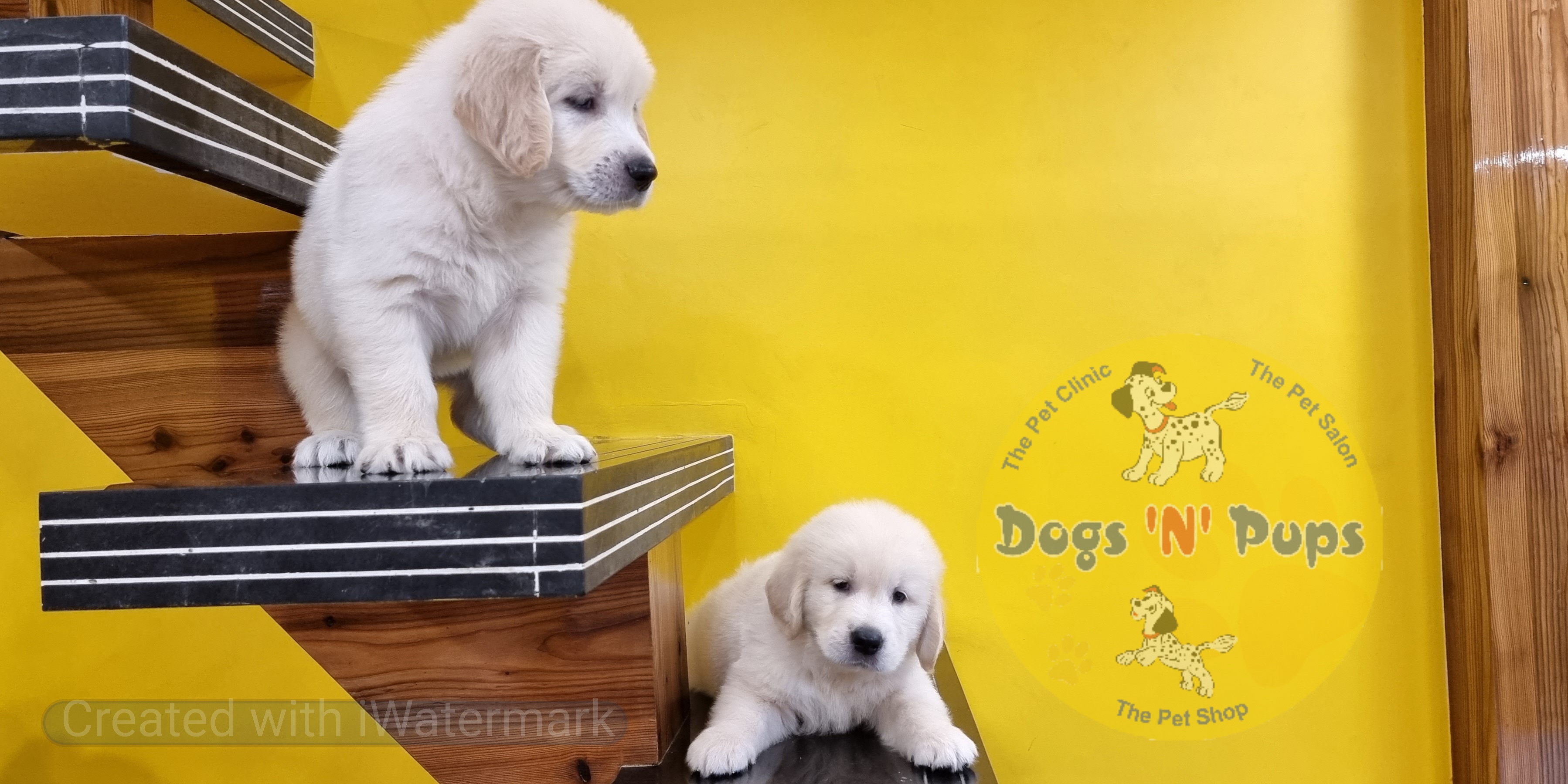 Golden retriever  image 5