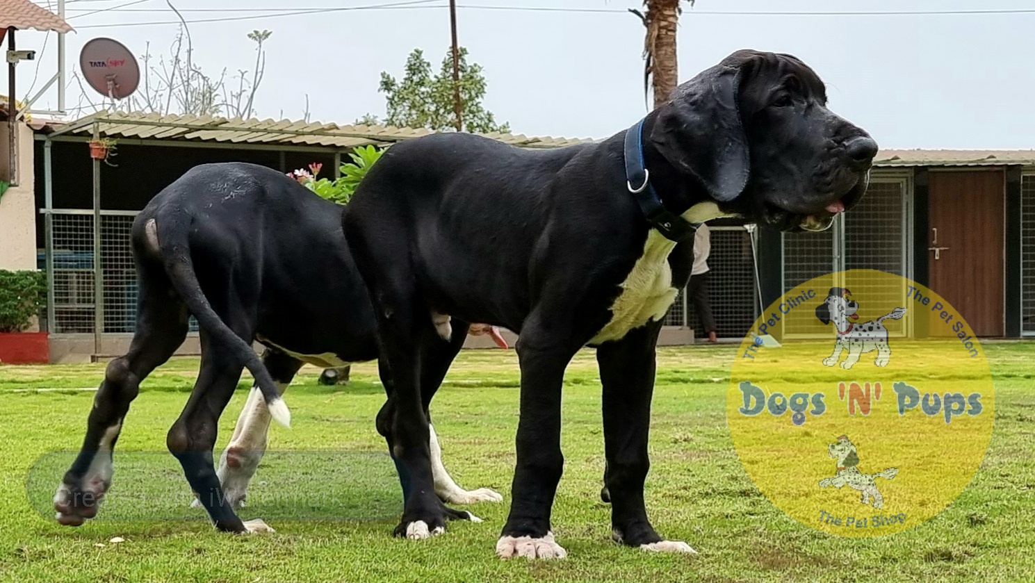 Greatdane image 6