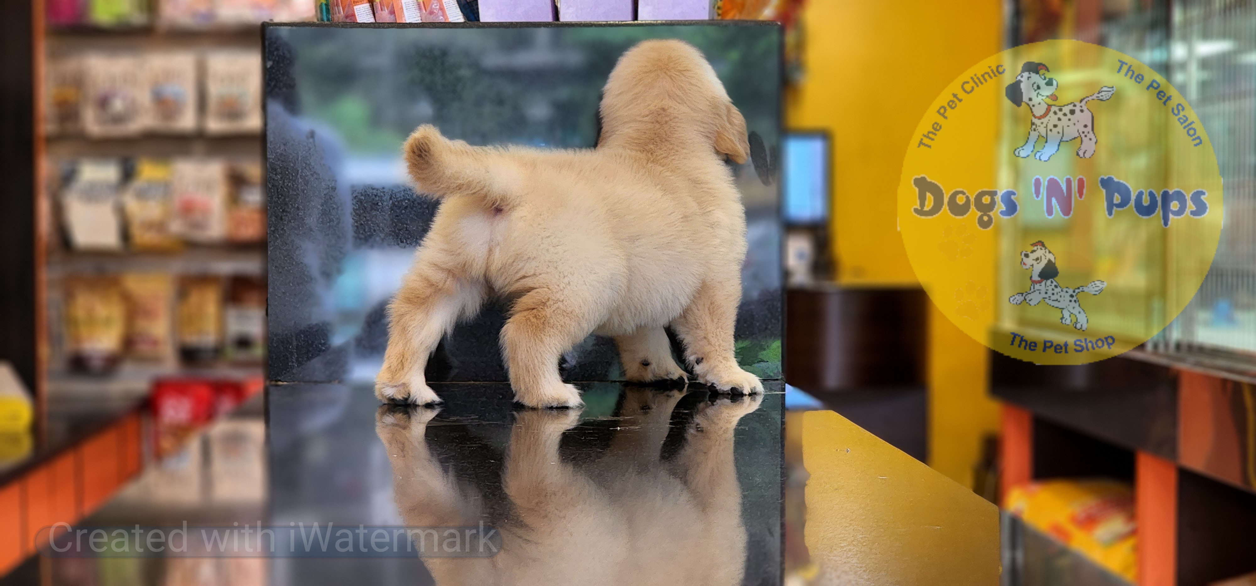 Golden retriever  image 9