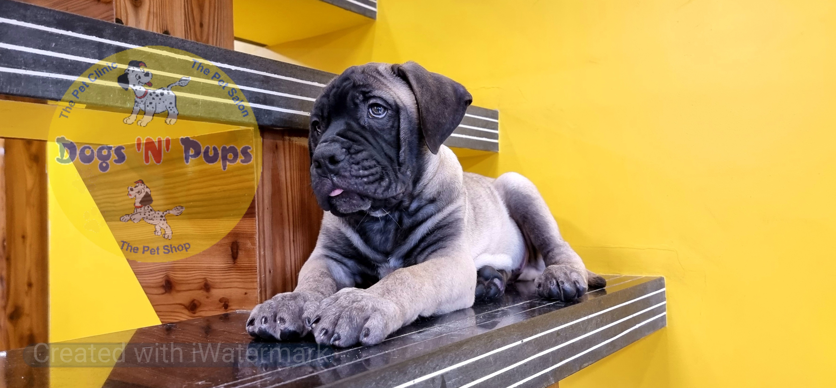 Bullmastiff  image 4