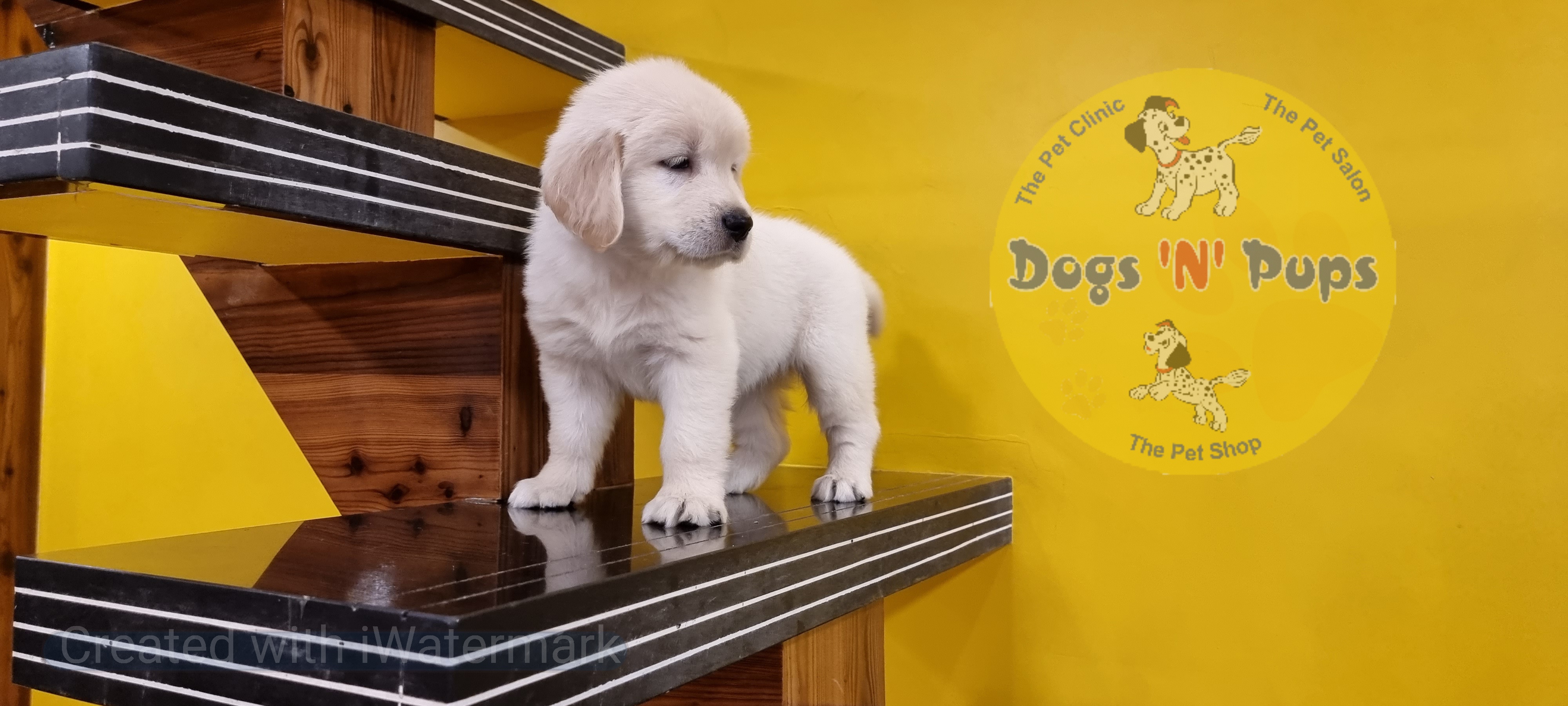 pet Golden retriever female puppy header image