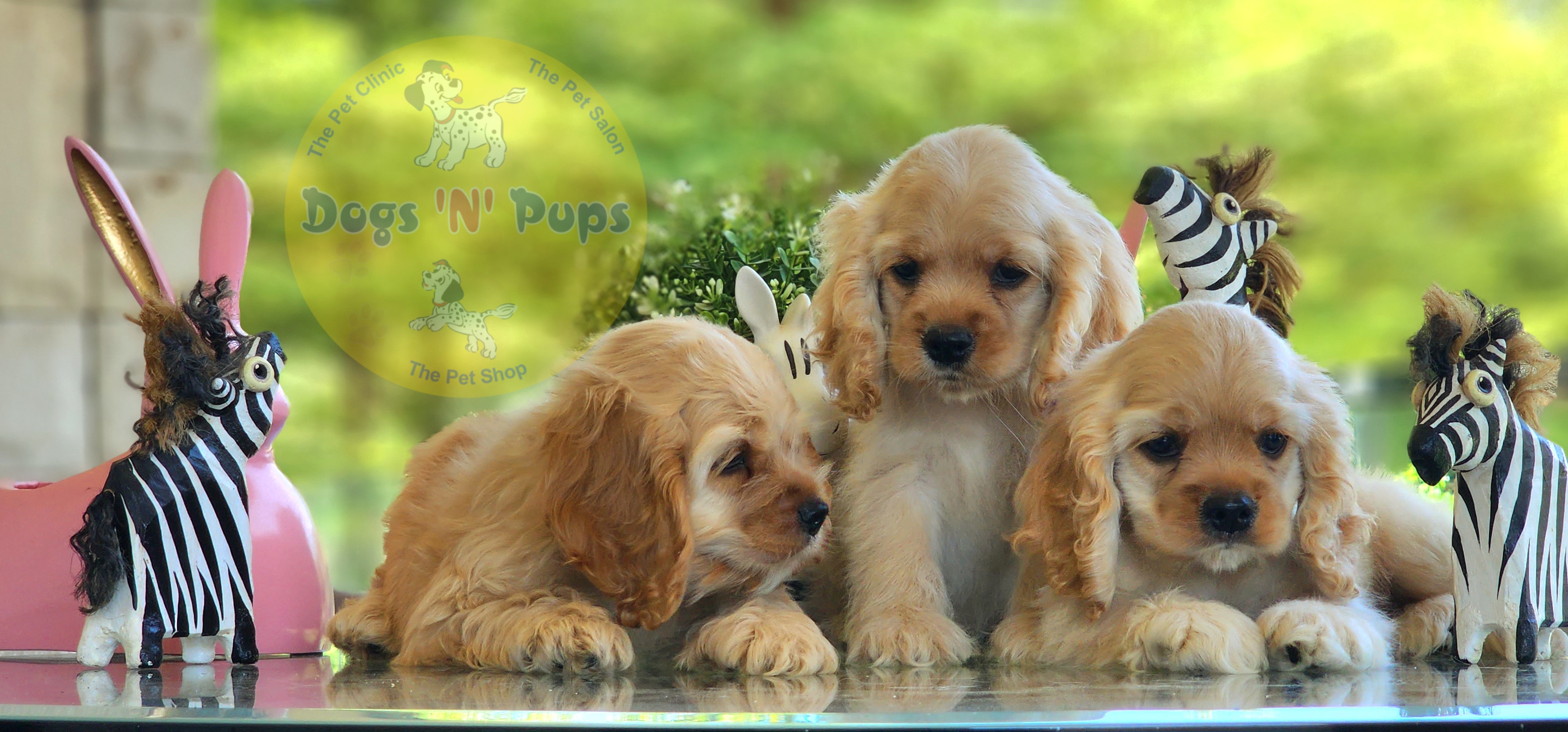 American Cocker Spaniel  image 9