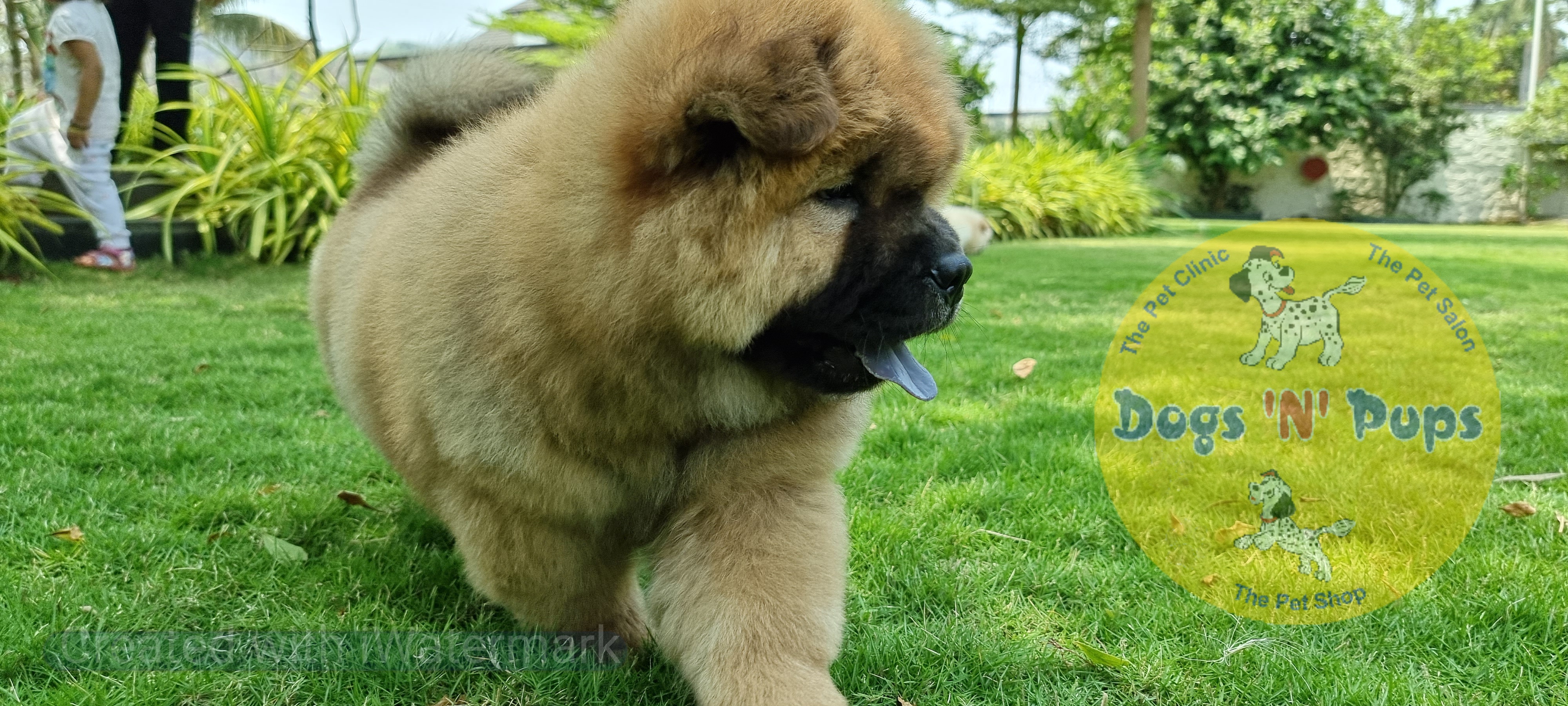 prev dog posted image