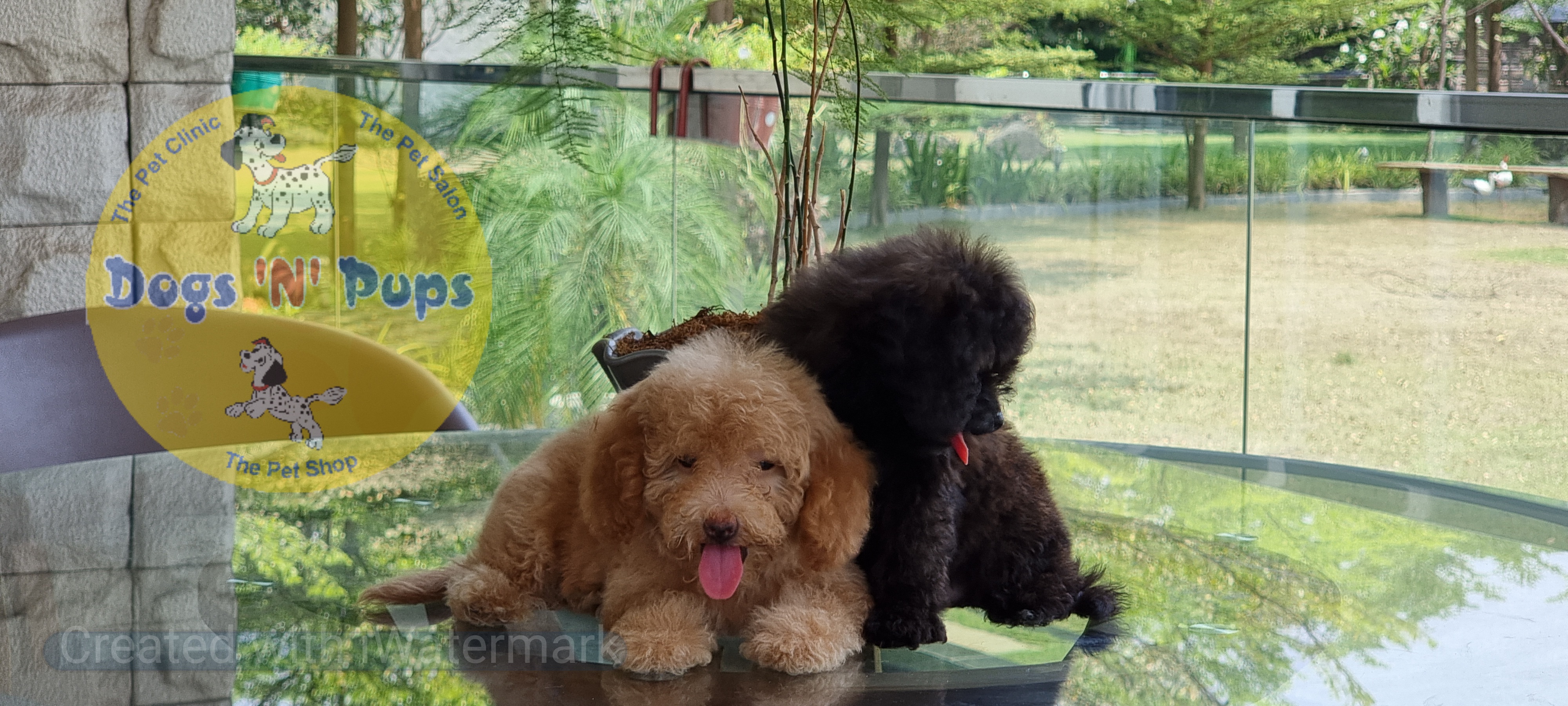 Toy poodle  image 7