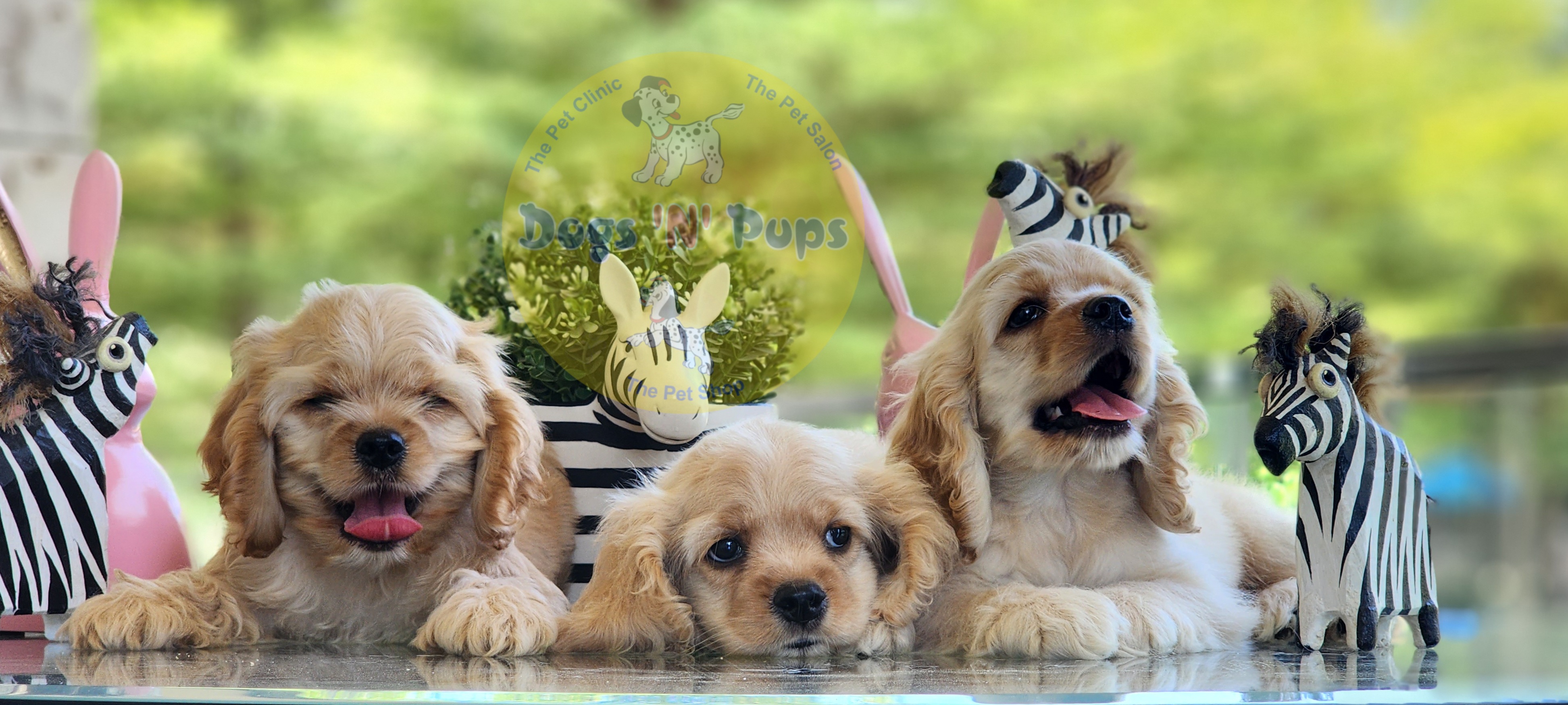 American Cocker Spaniel  image 7