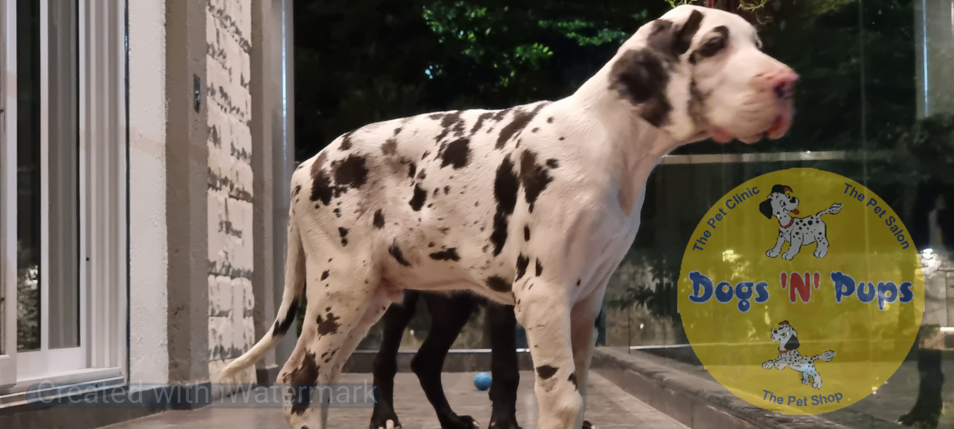 next dog posted image