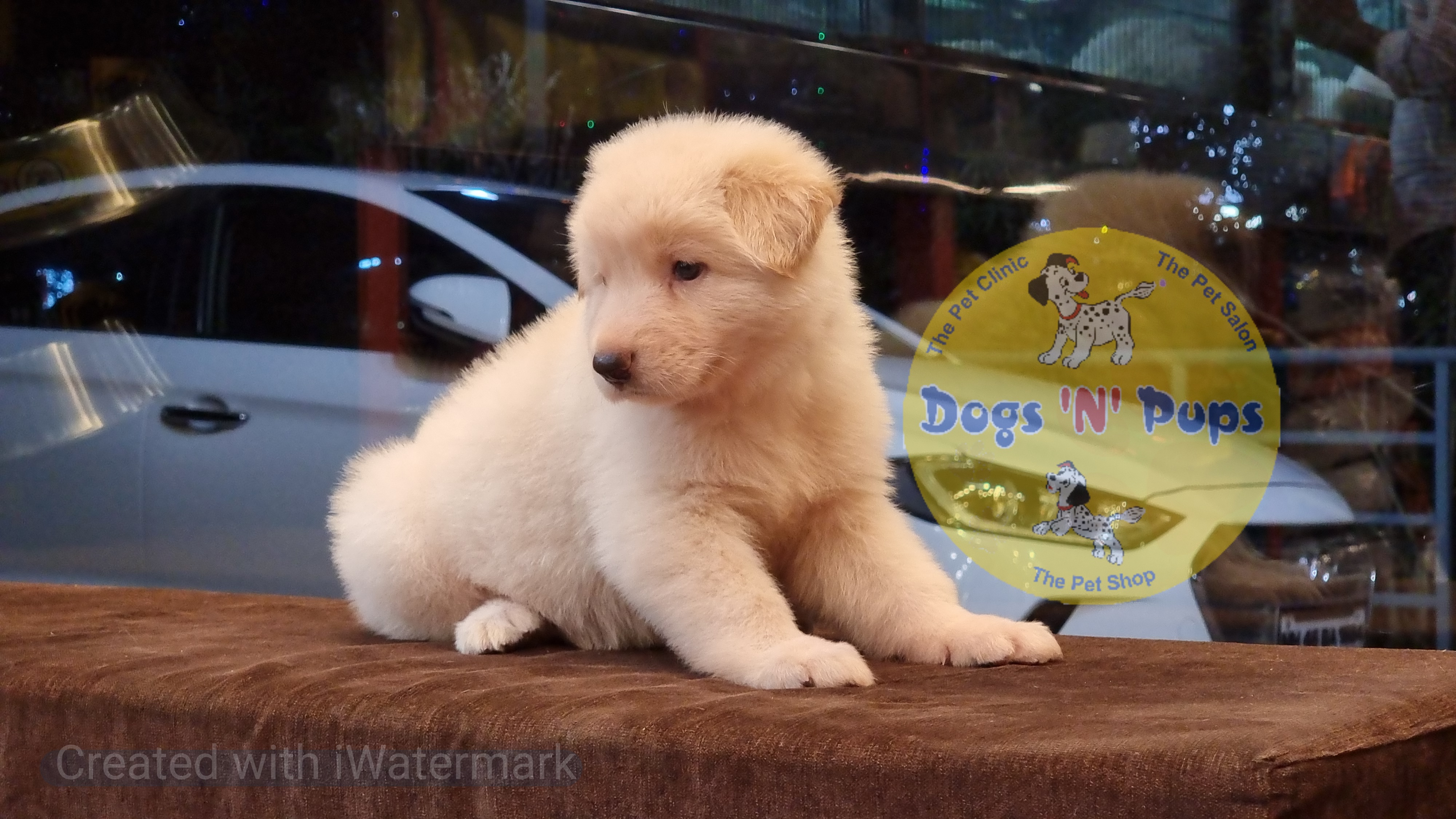 German shepherd  White image 3