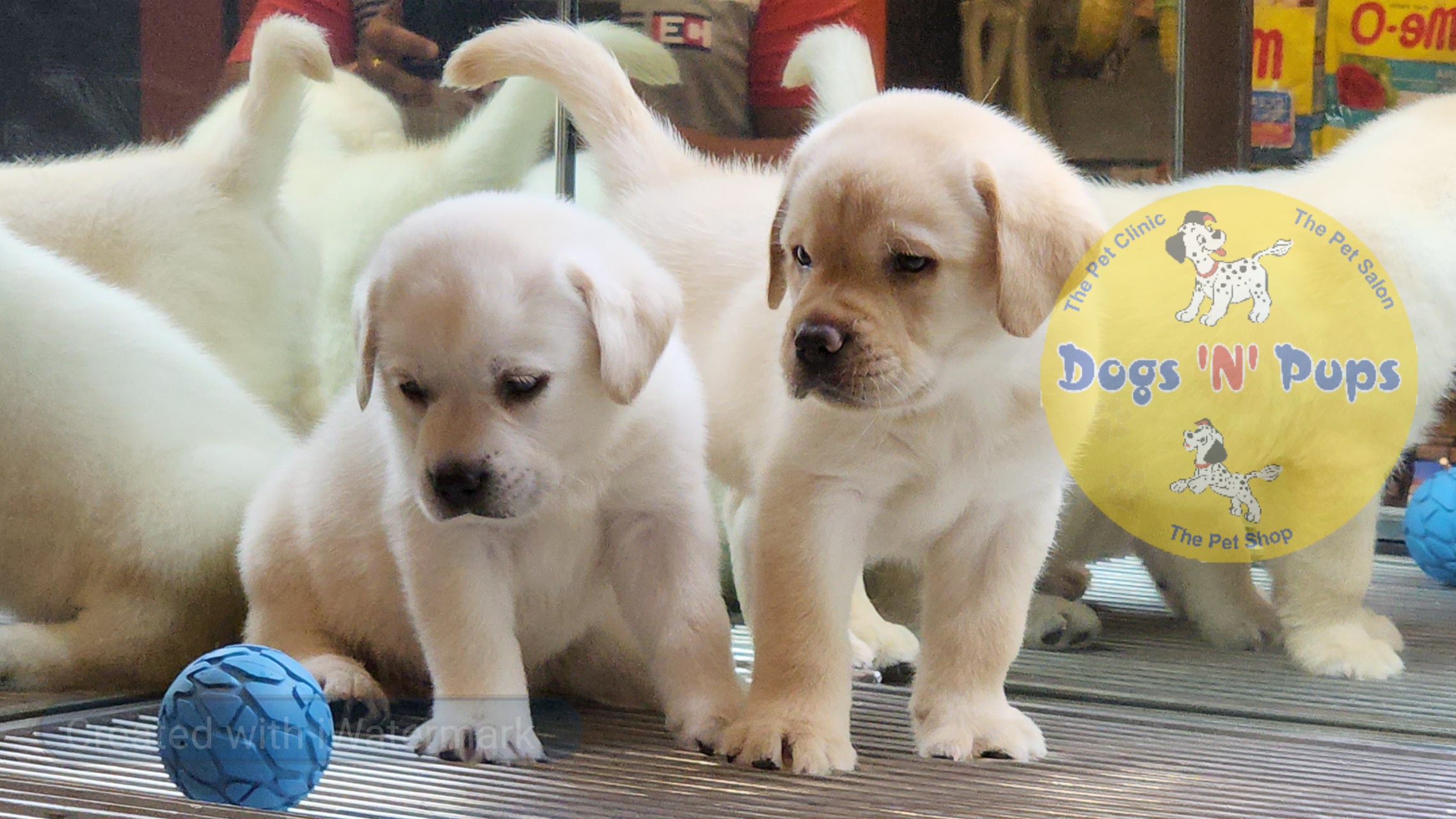 pet Labrador  header image