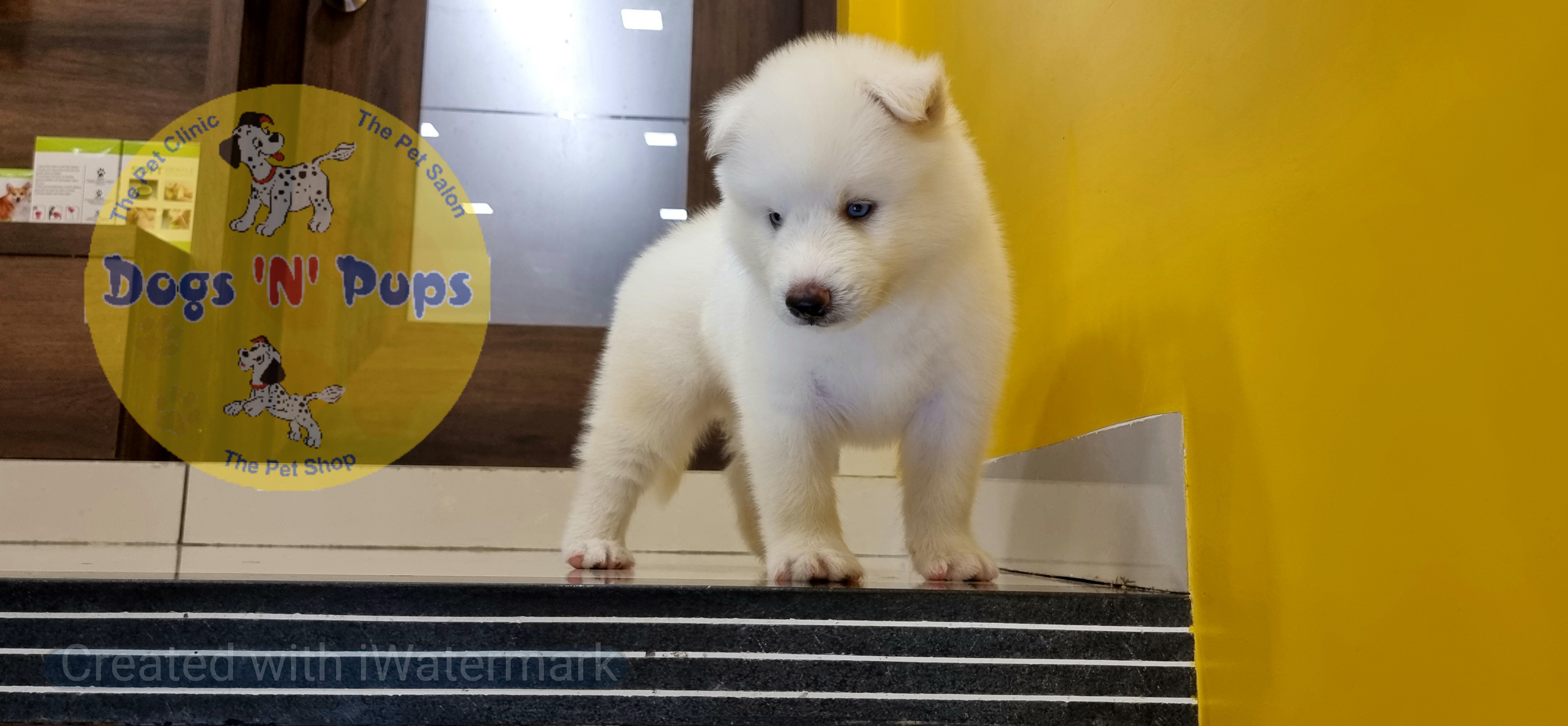 Siberian husky  image 13