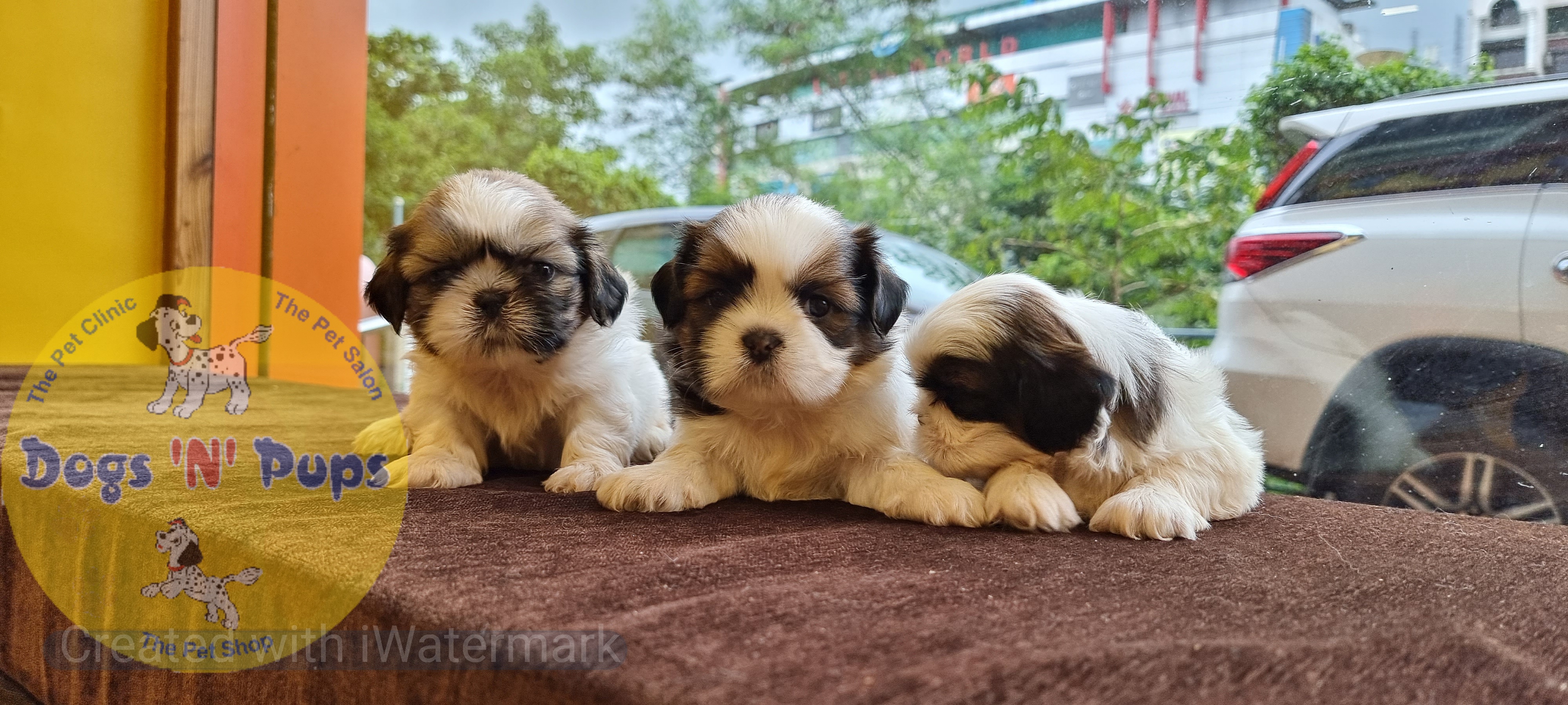 Shihtzu  image 8