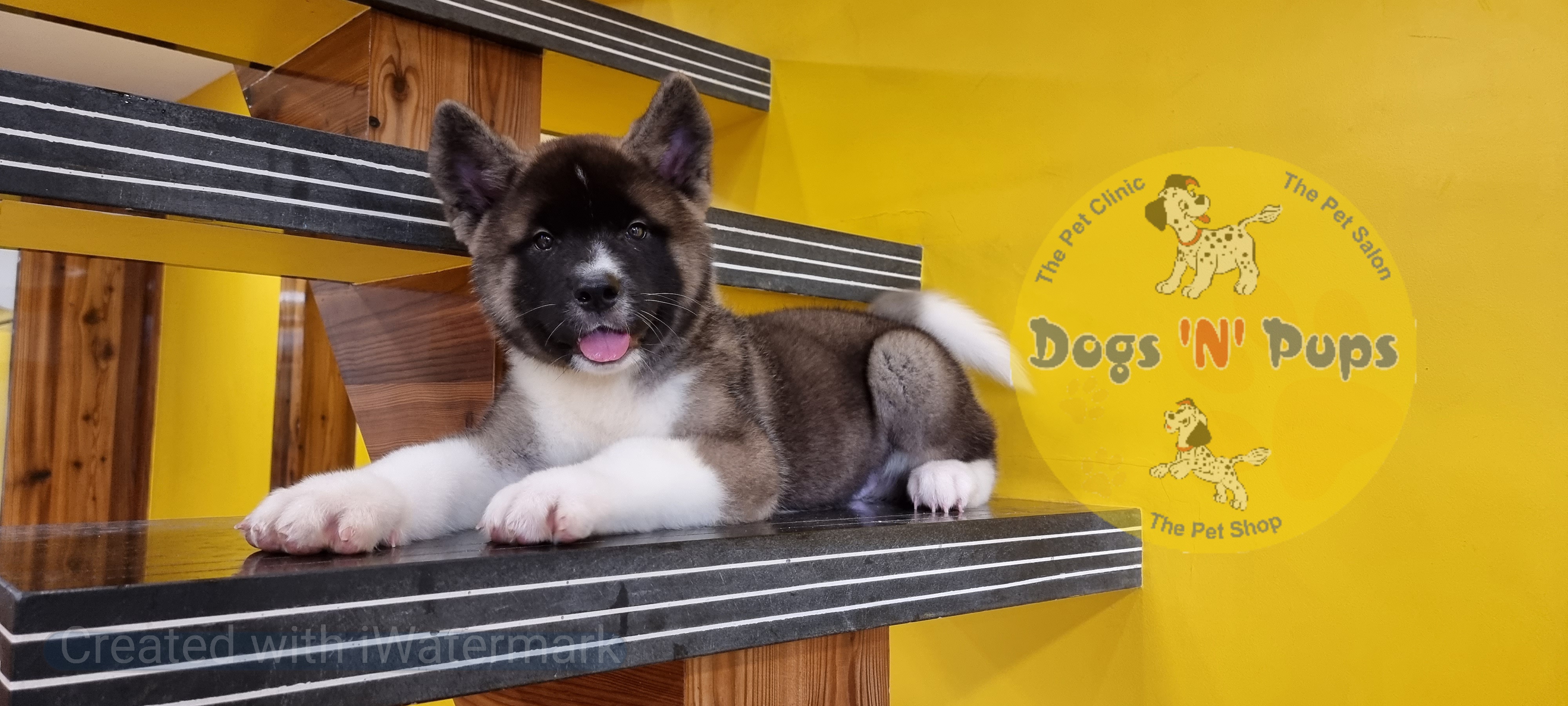 next dog posted image