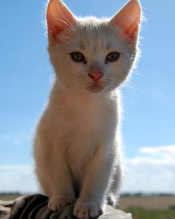 next dog posted image