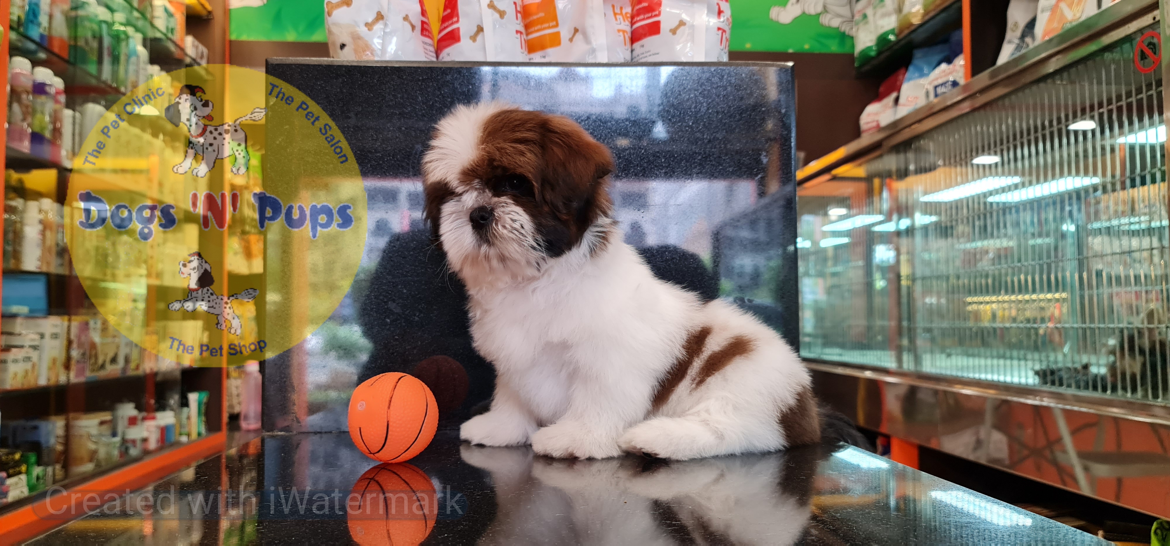 Shihtzu puppy image 9