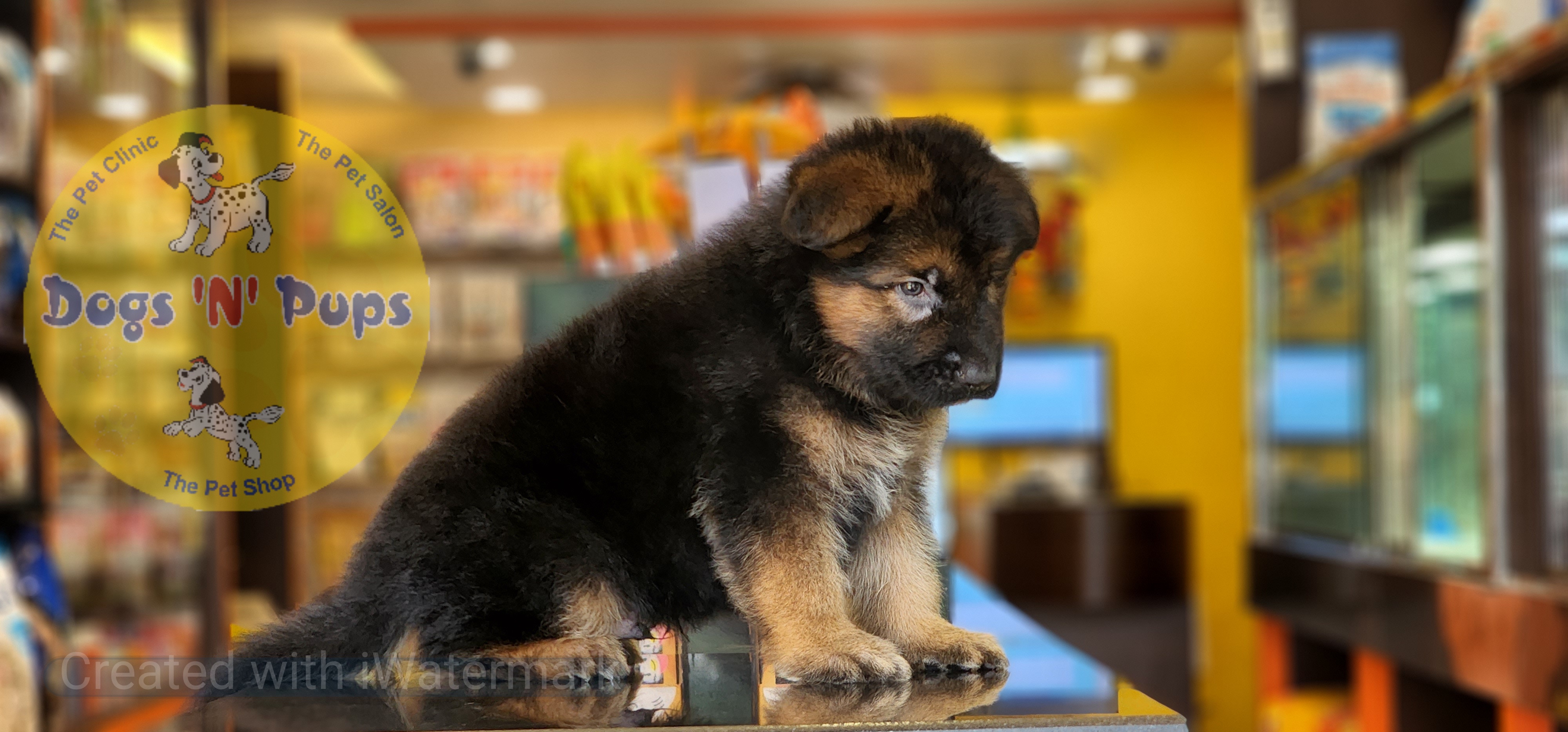 prev dog posted image