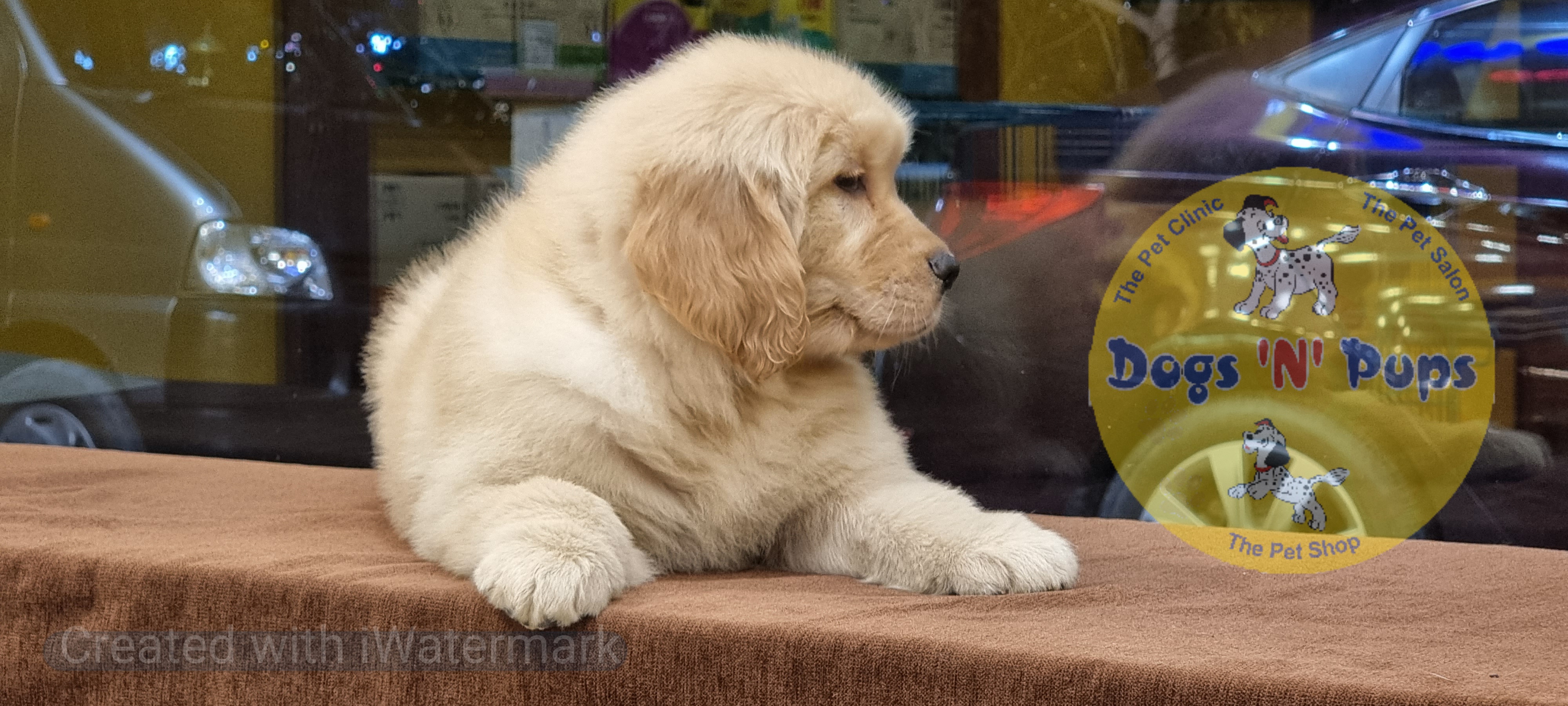 Golden retriever   image 2