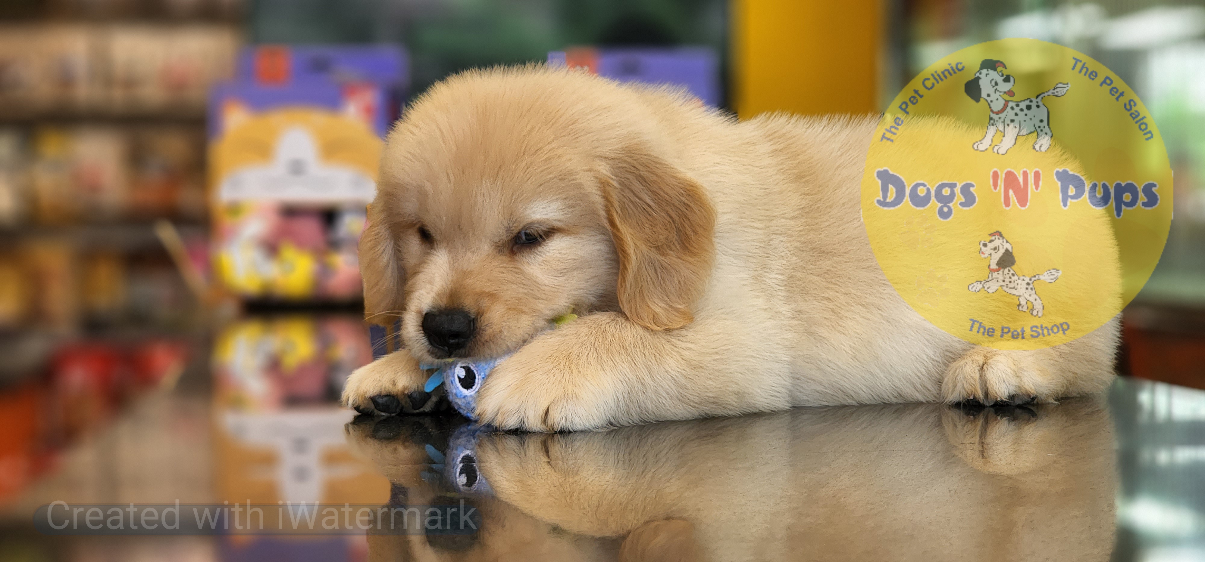 Golden retriever  image 6