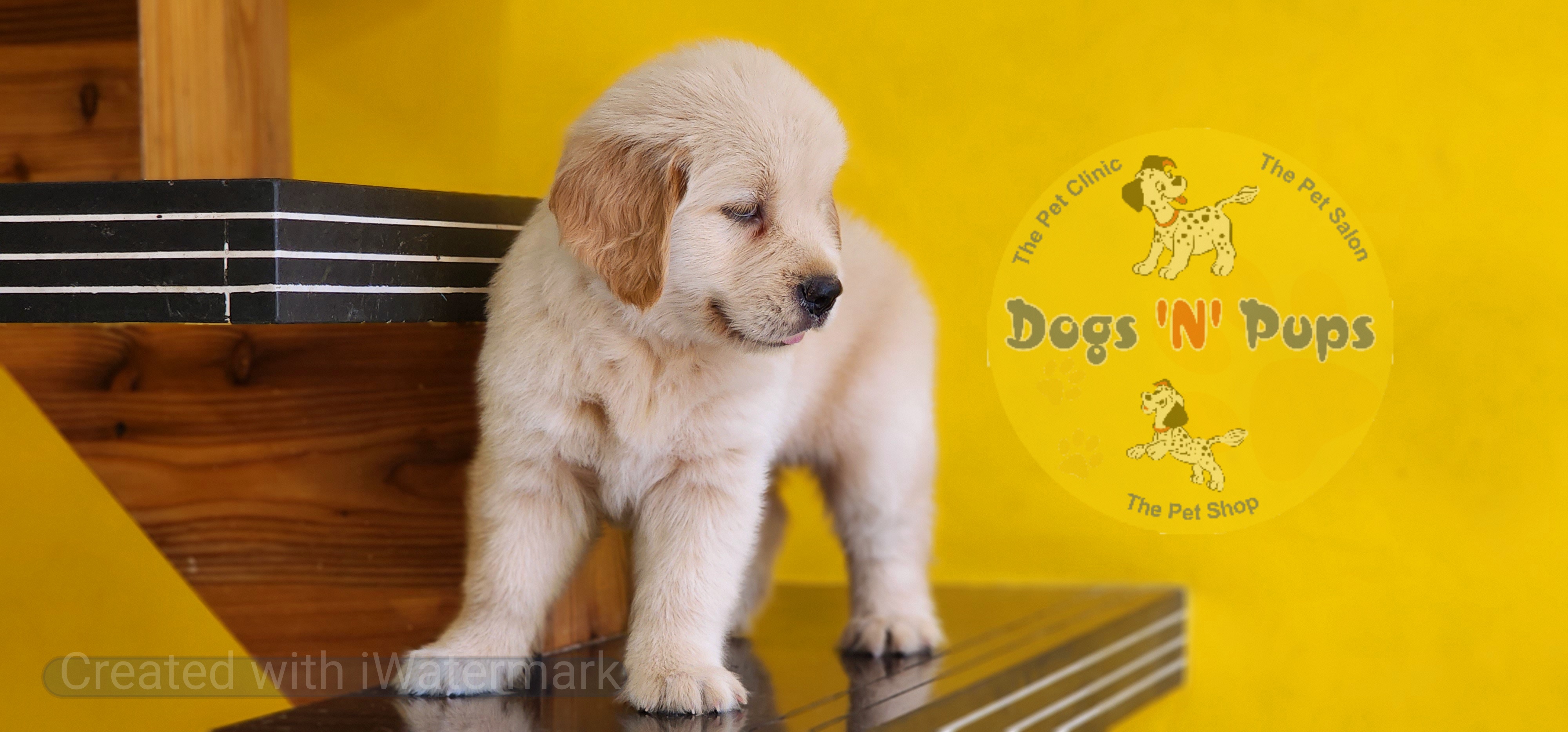 Golden retriever  image 2