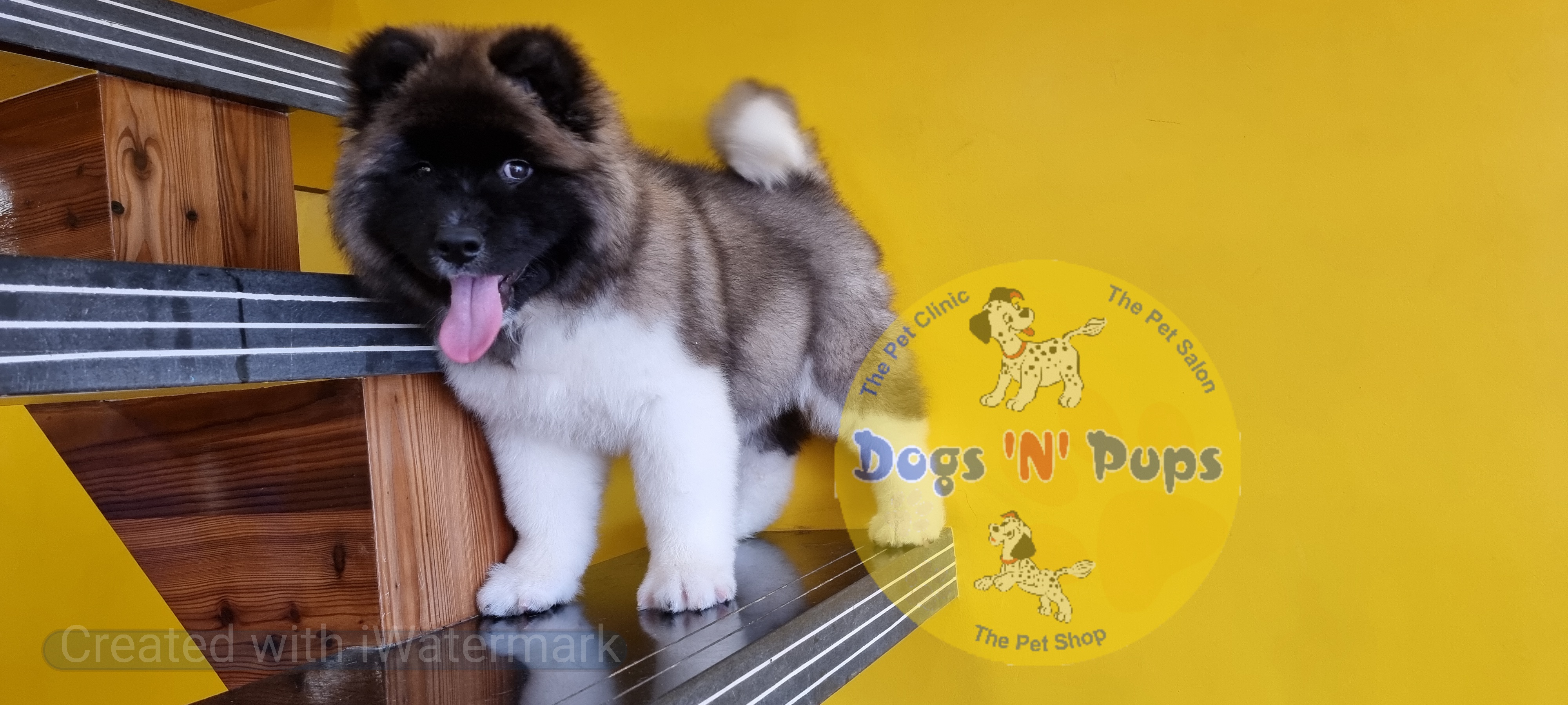 American Akita image 12