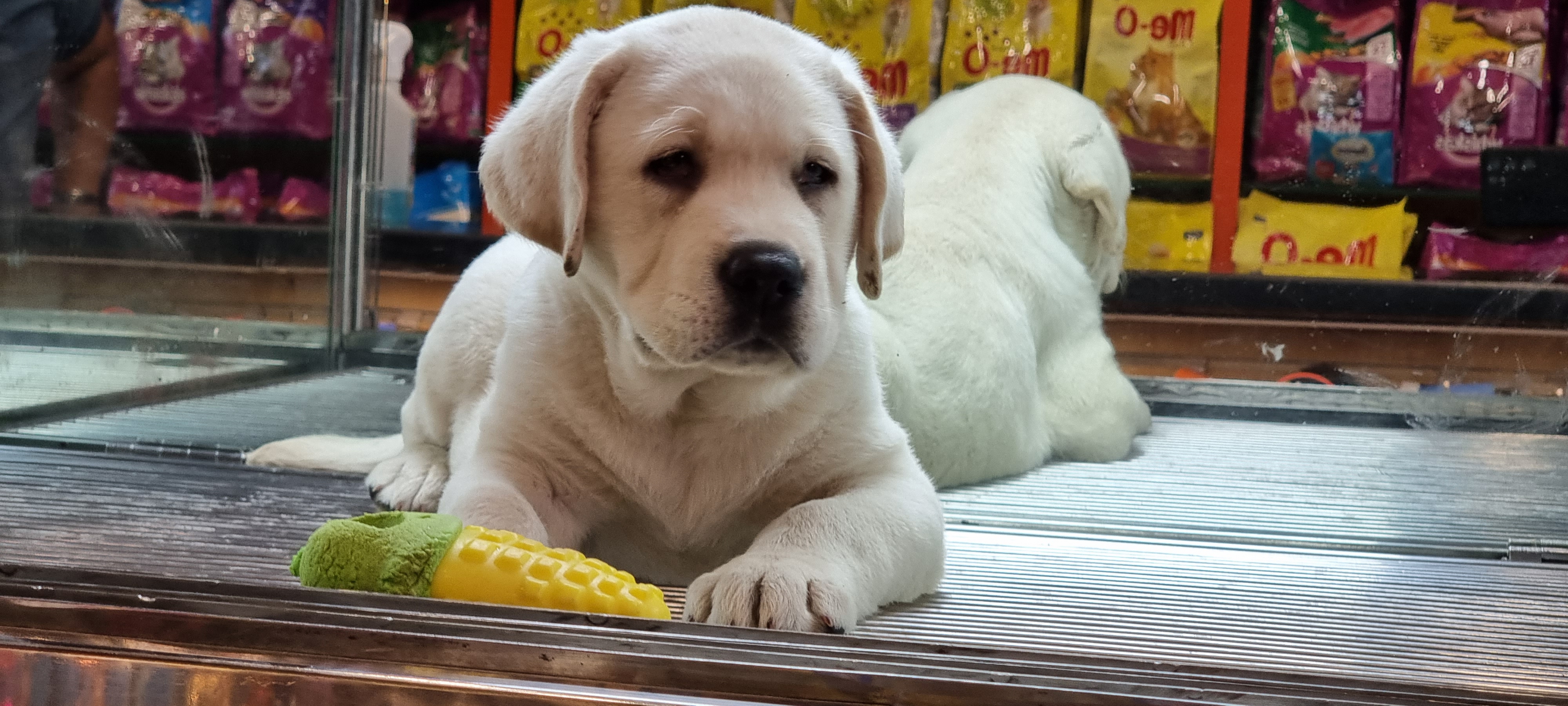 next dog posted image