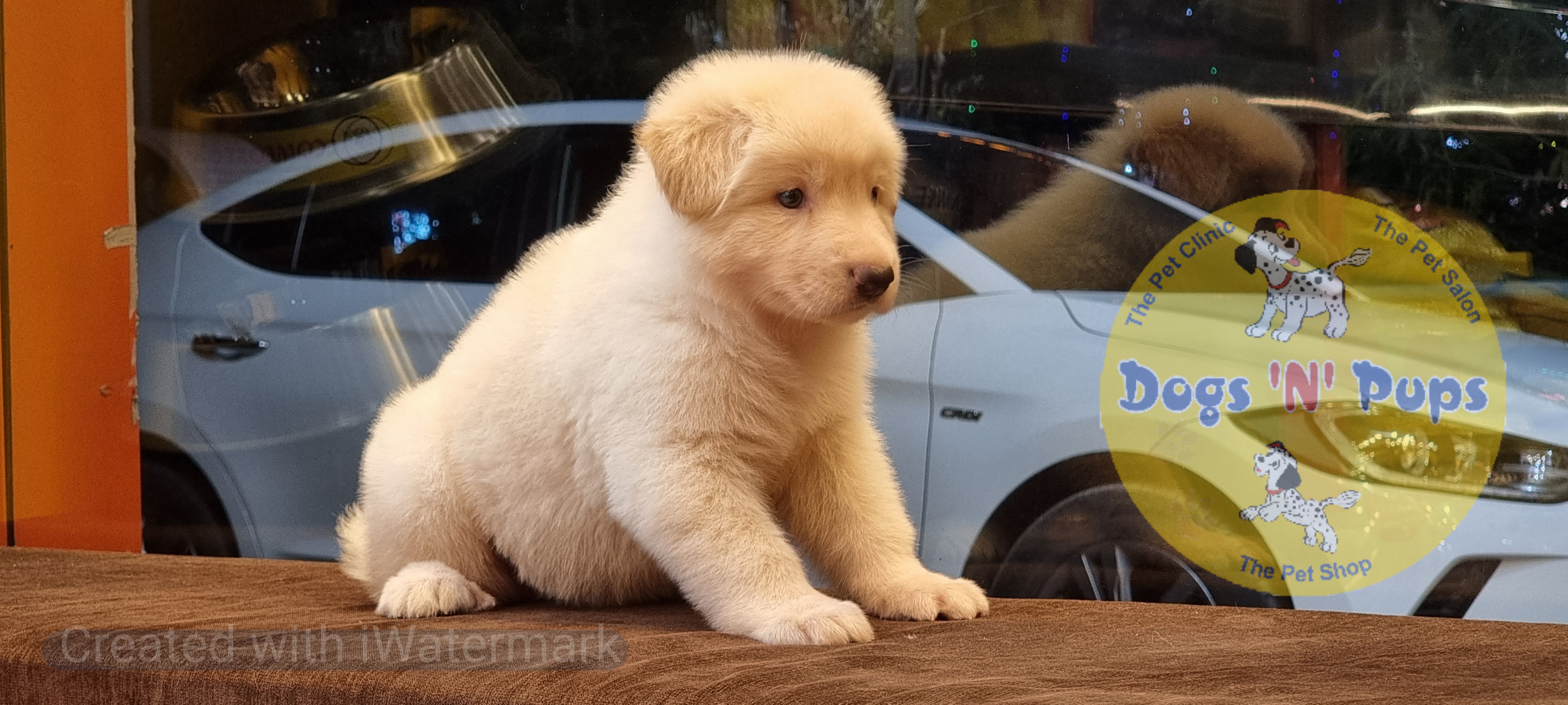 German shepherd  White image 6