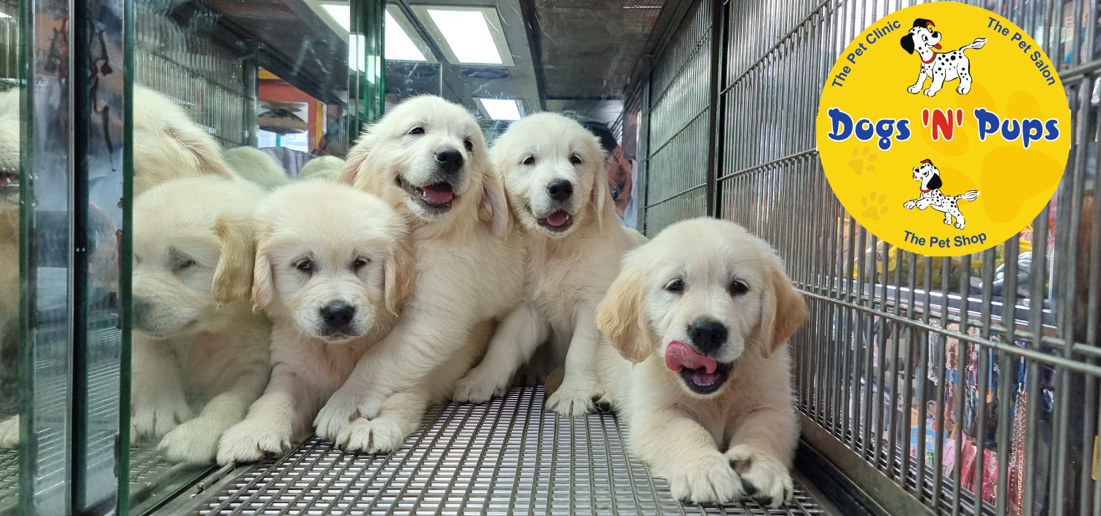 Golden retriever  image 10