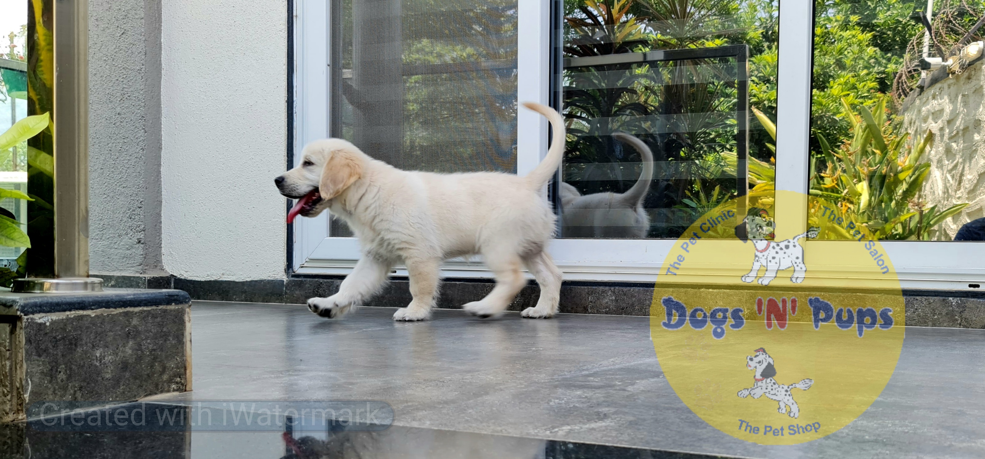 Golden retriever  image 7