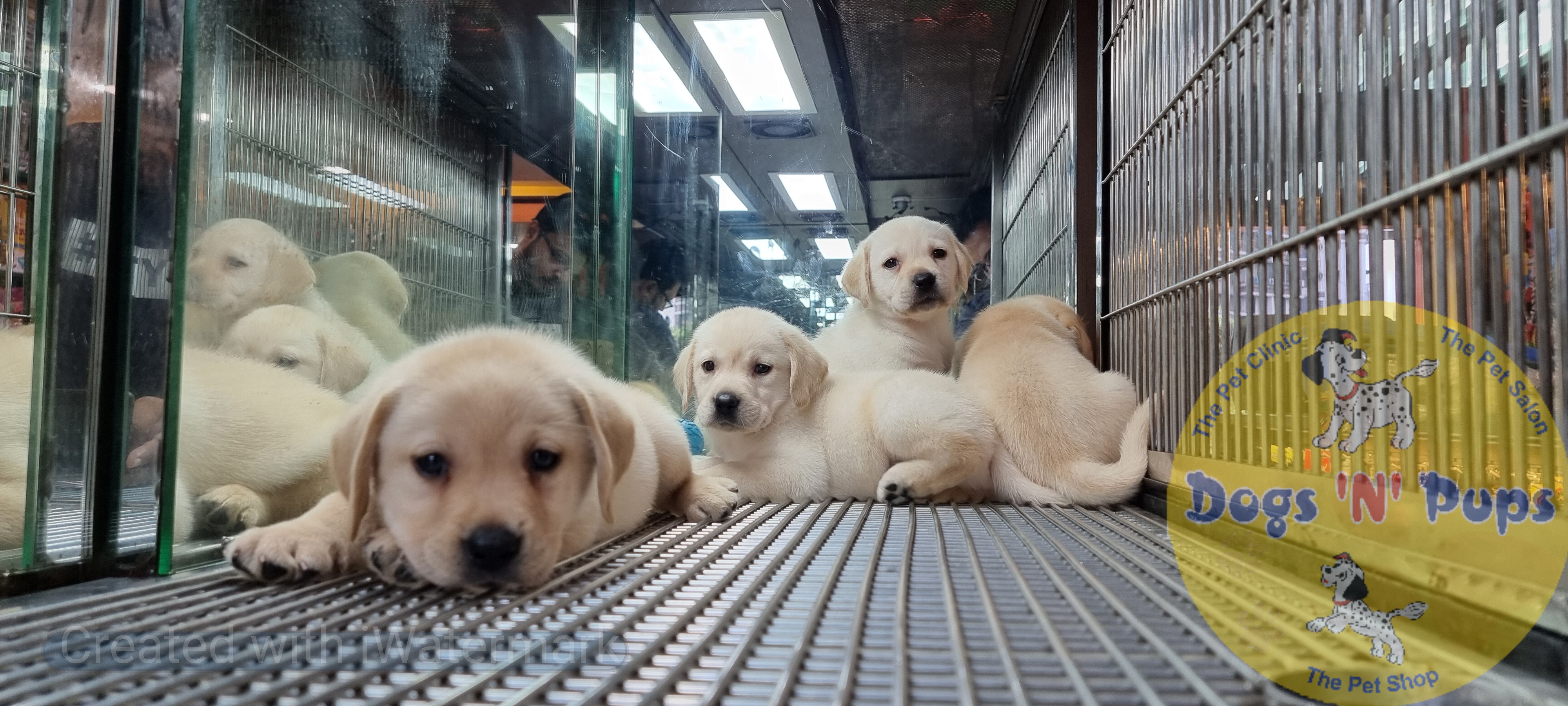 Labrador puppies  image 14
