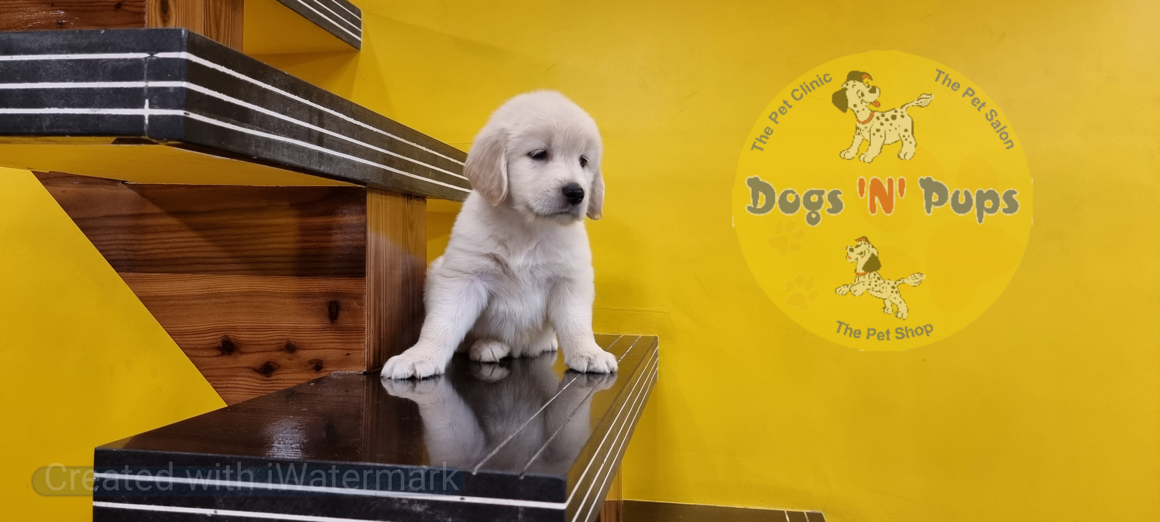 Golden retriever female puppy image 6
