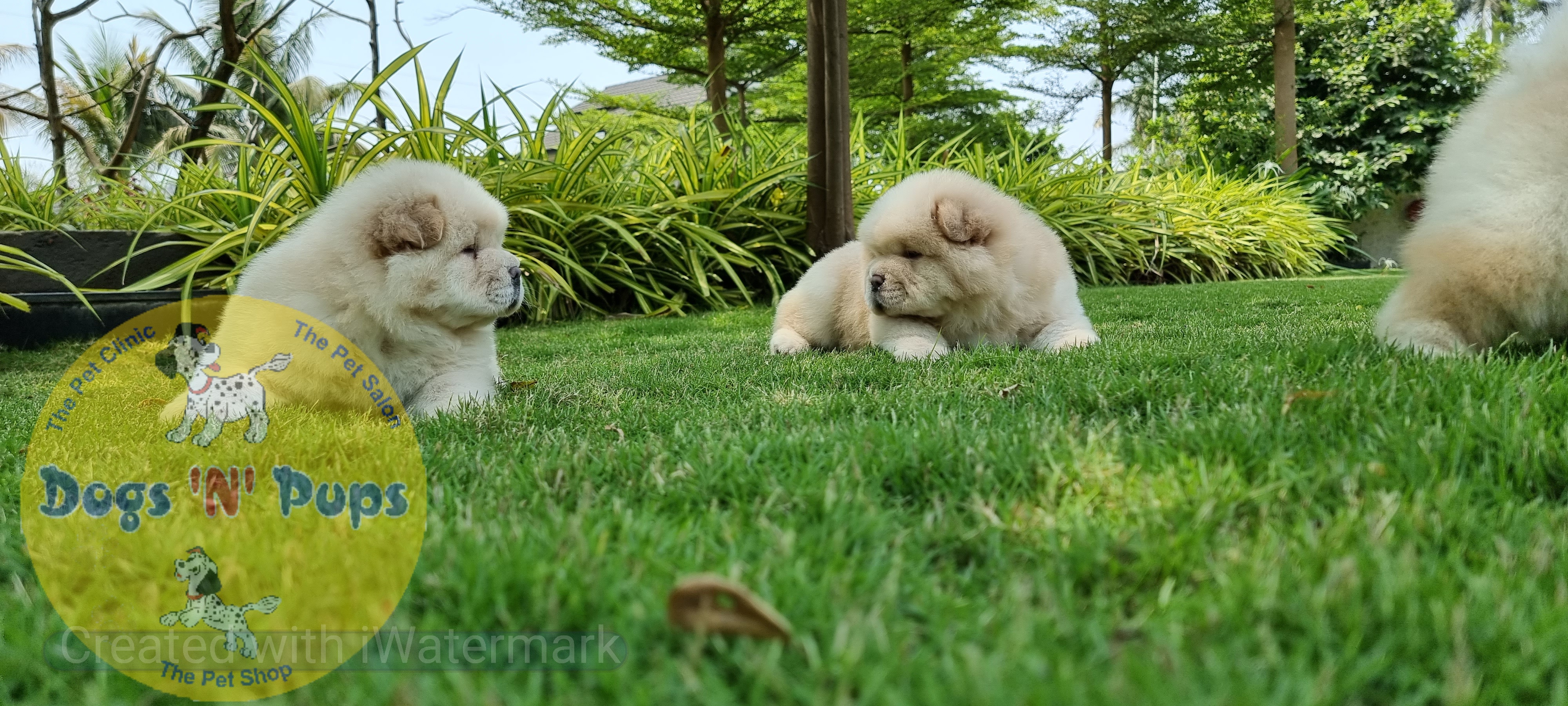 Chow Chow    Cream colour image 6