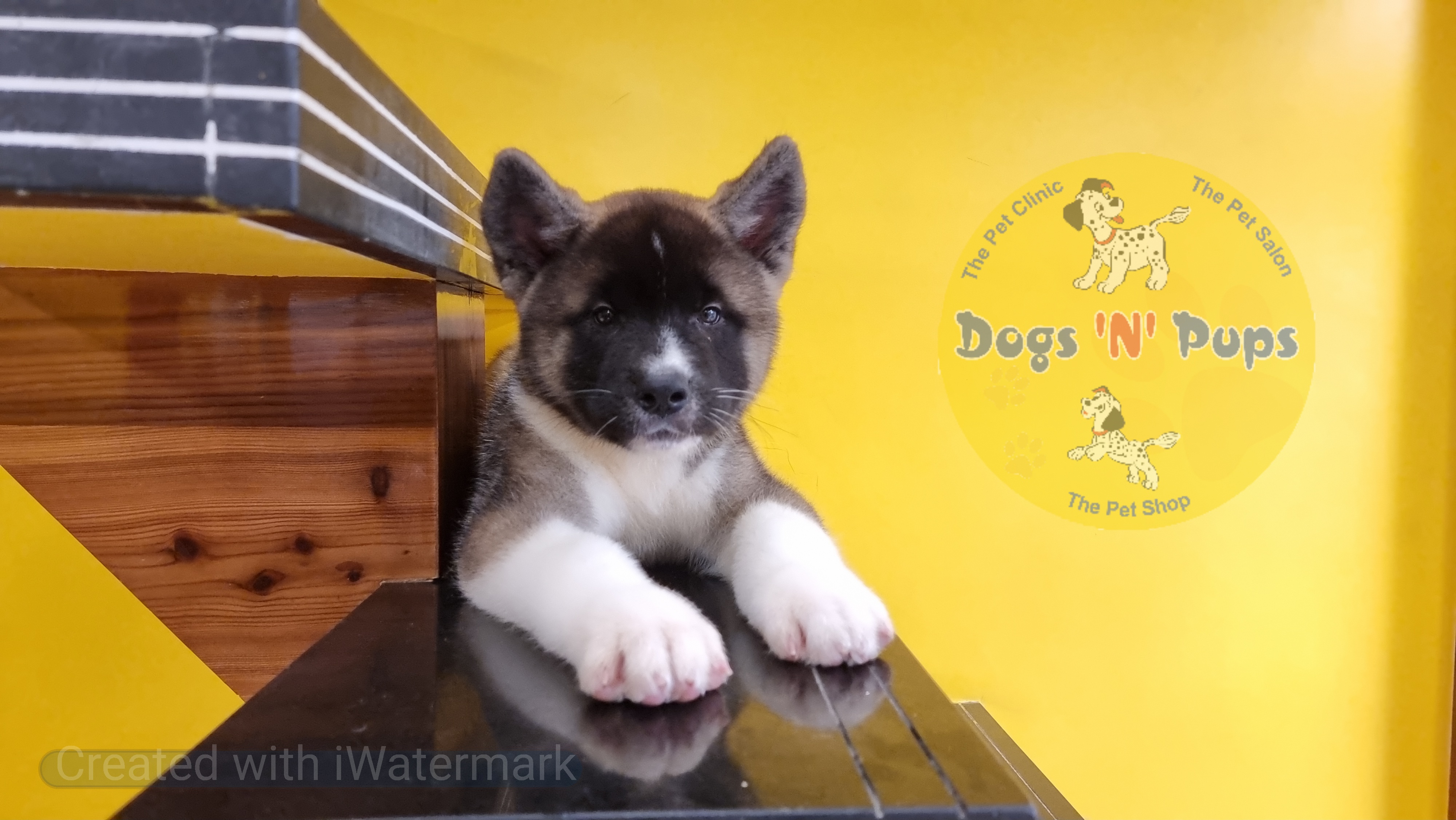 American Akita  image 5