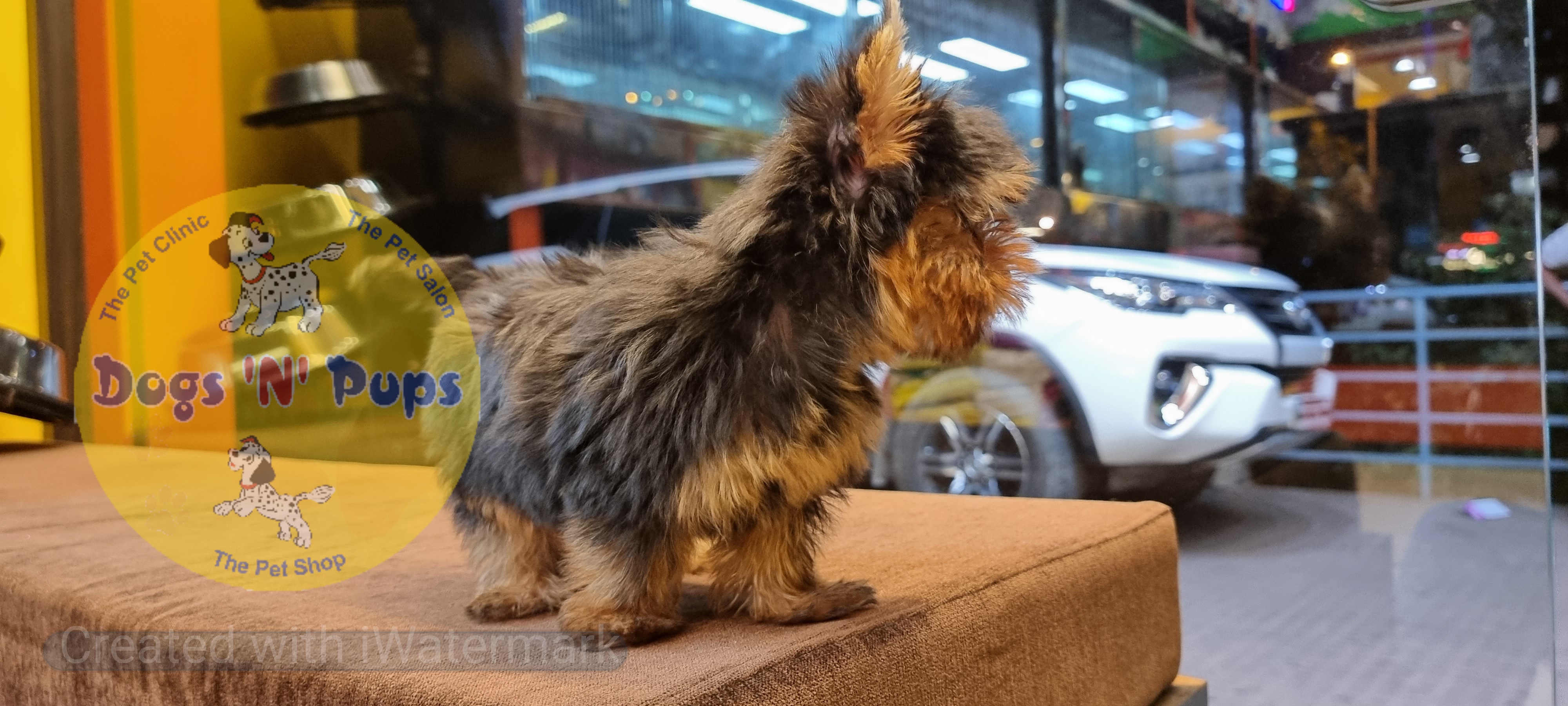 Yorkshire terrior  image 4