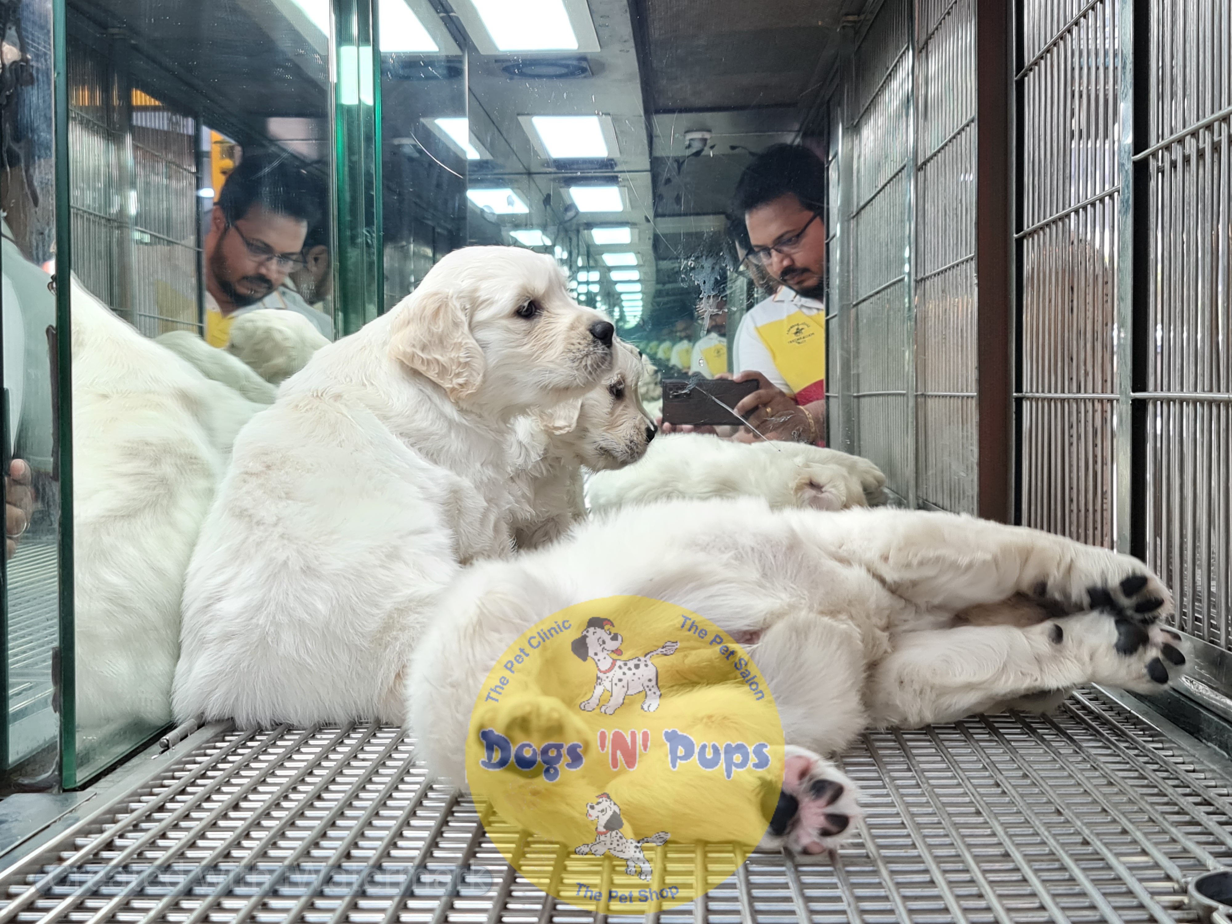 Golden retriever puppies  image 4