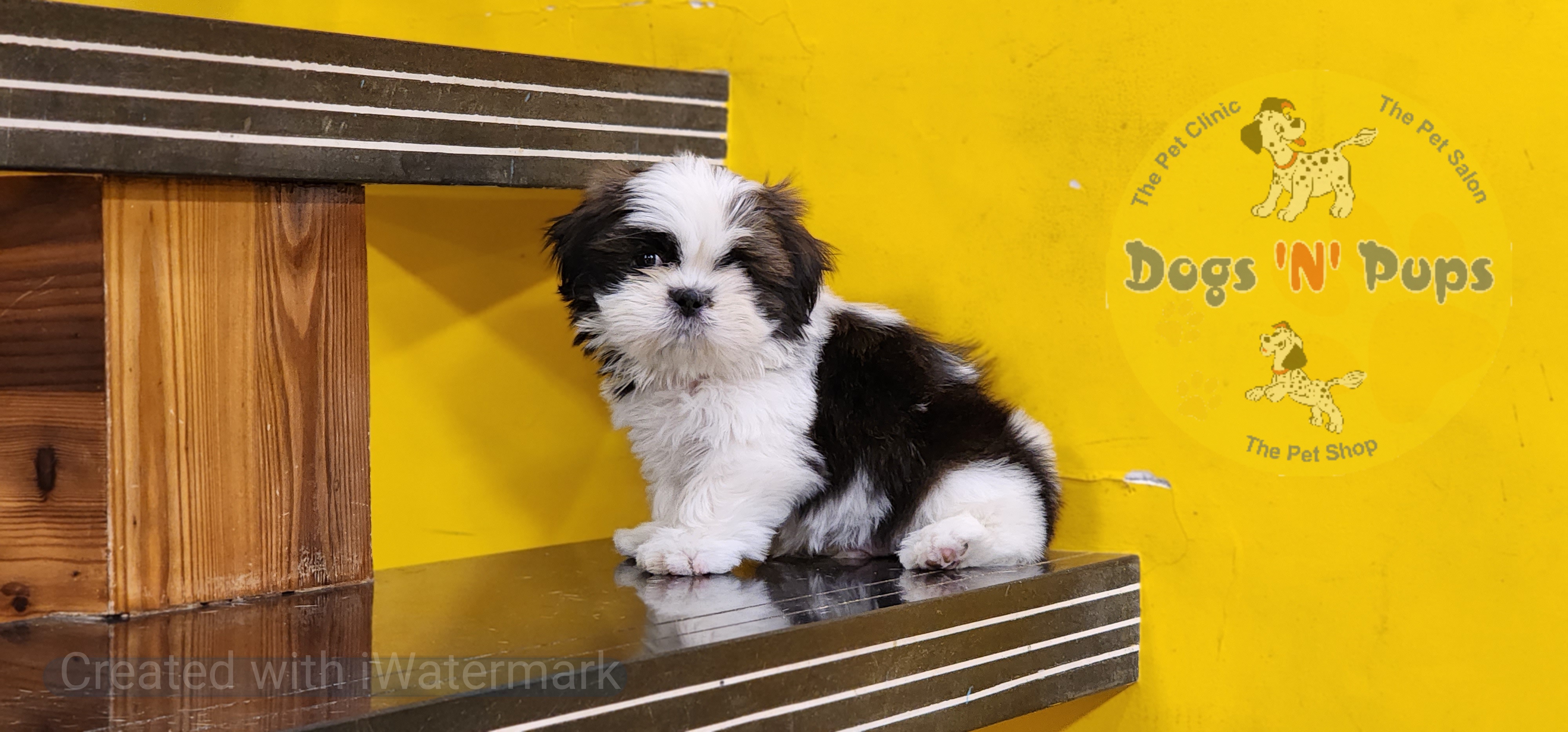 pet Shihtzu  header image