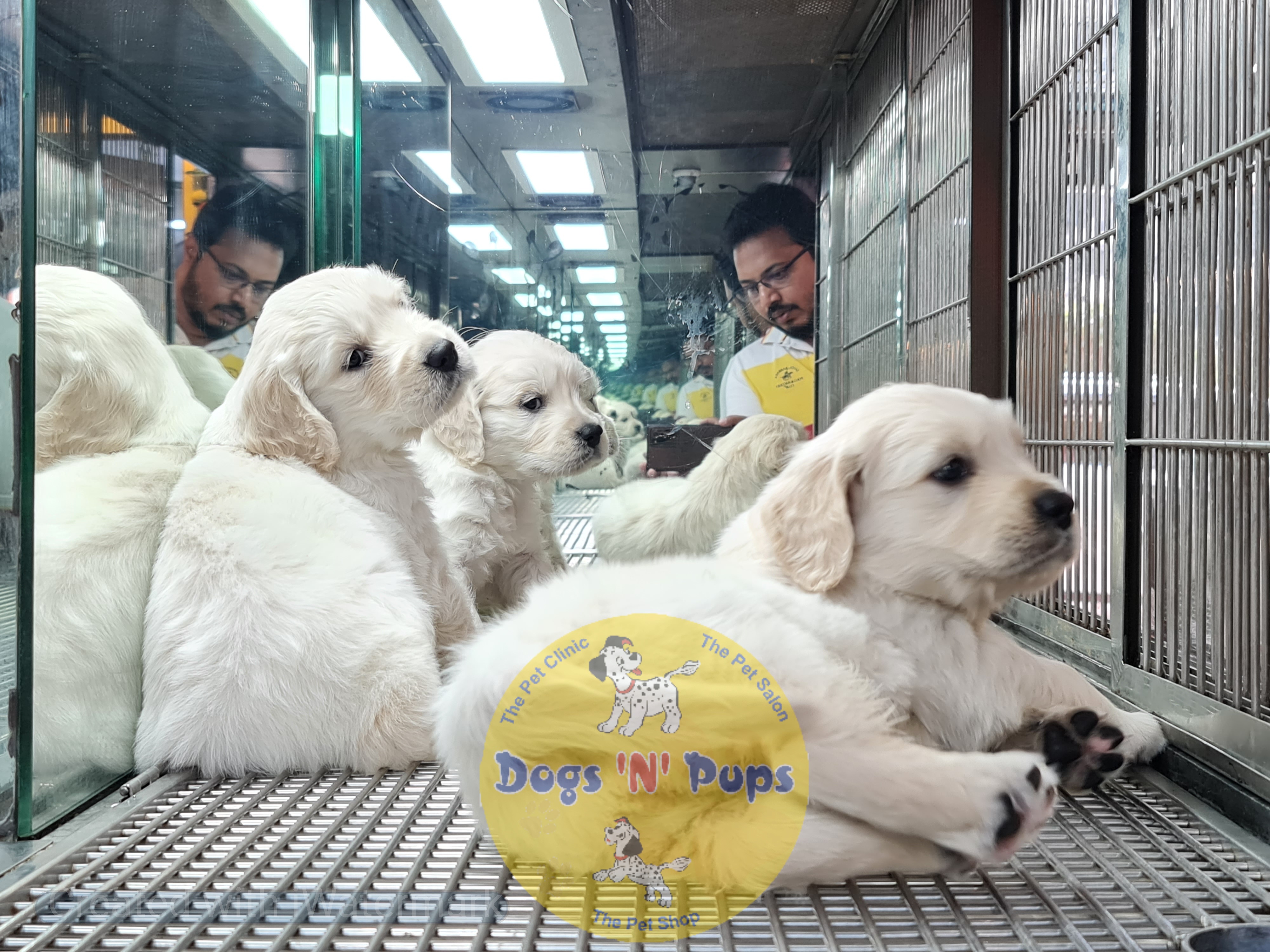 Golden retriever puppies  image 5