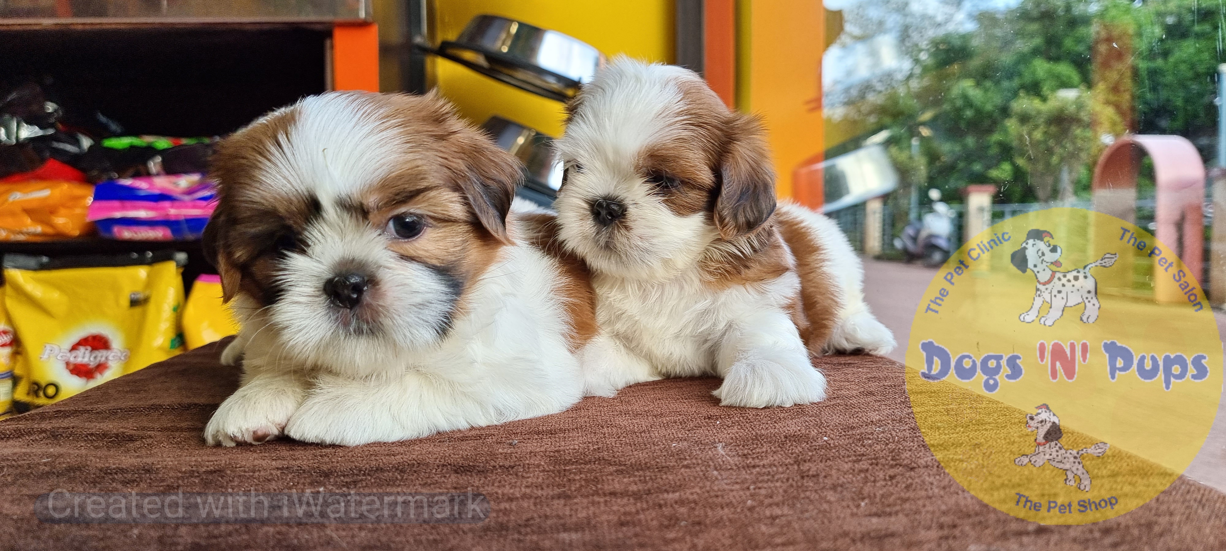 Shihtzu  image 4