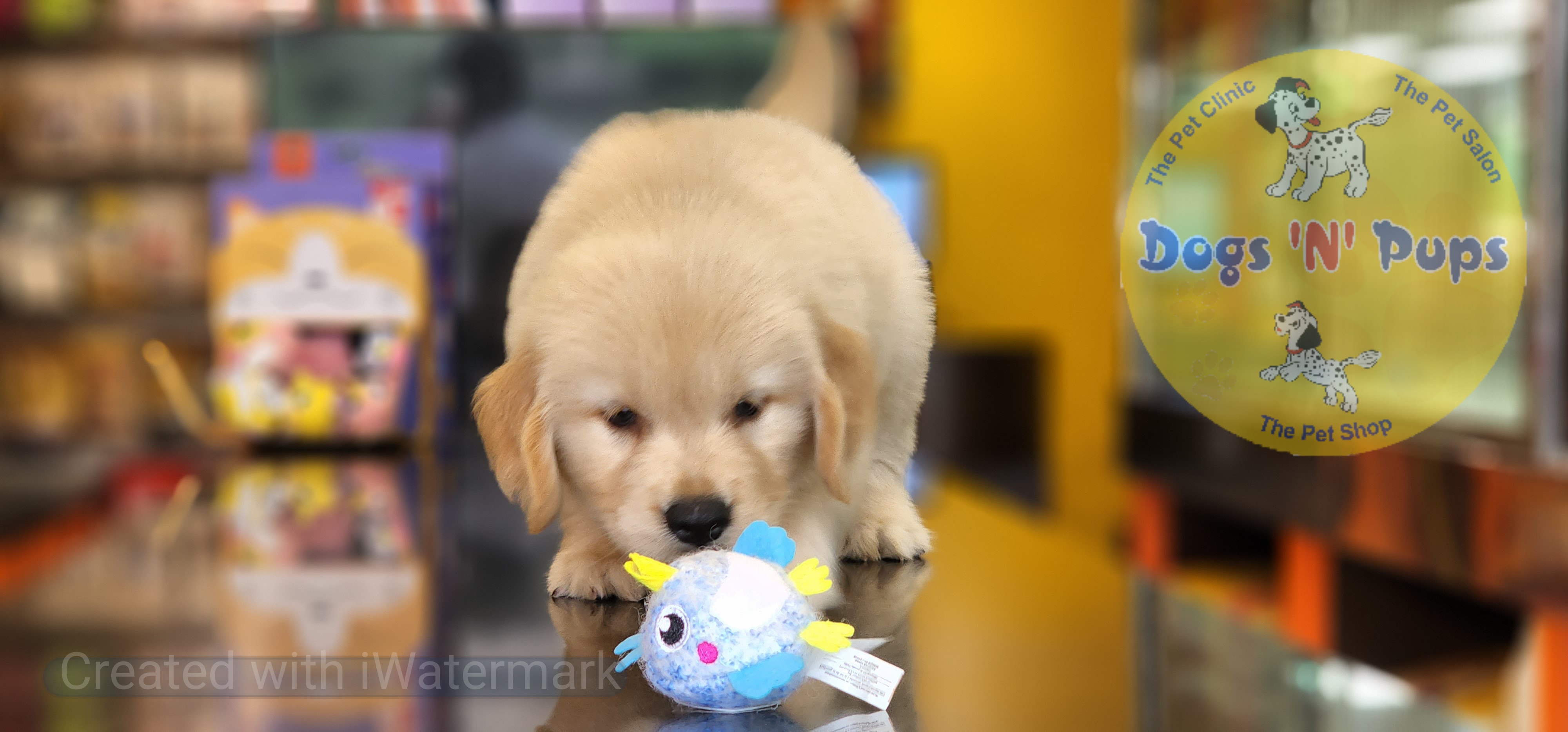 prev dog posted image