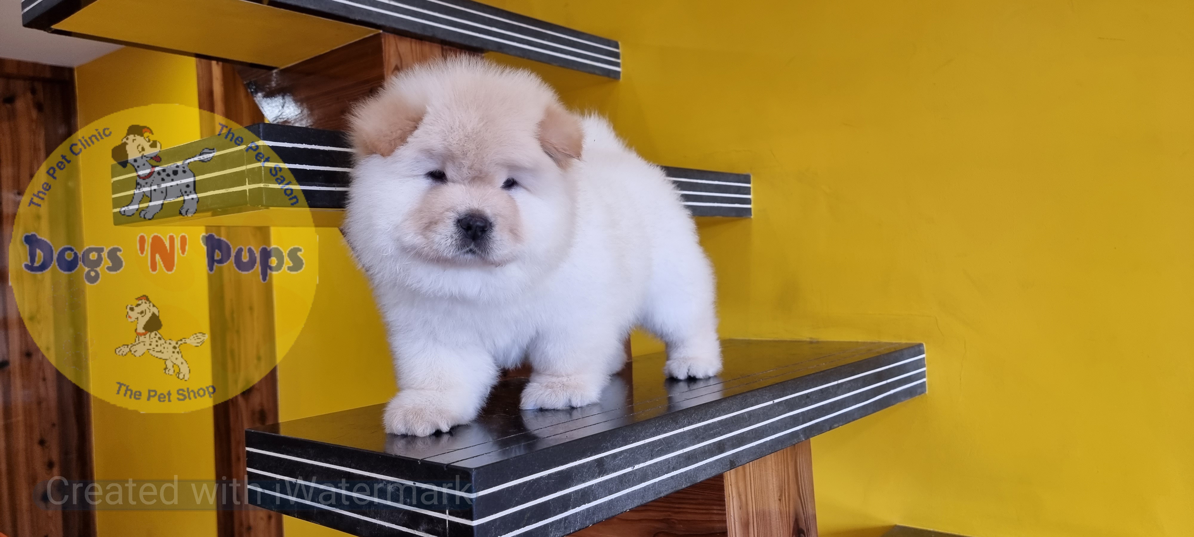 Chow chow image 11