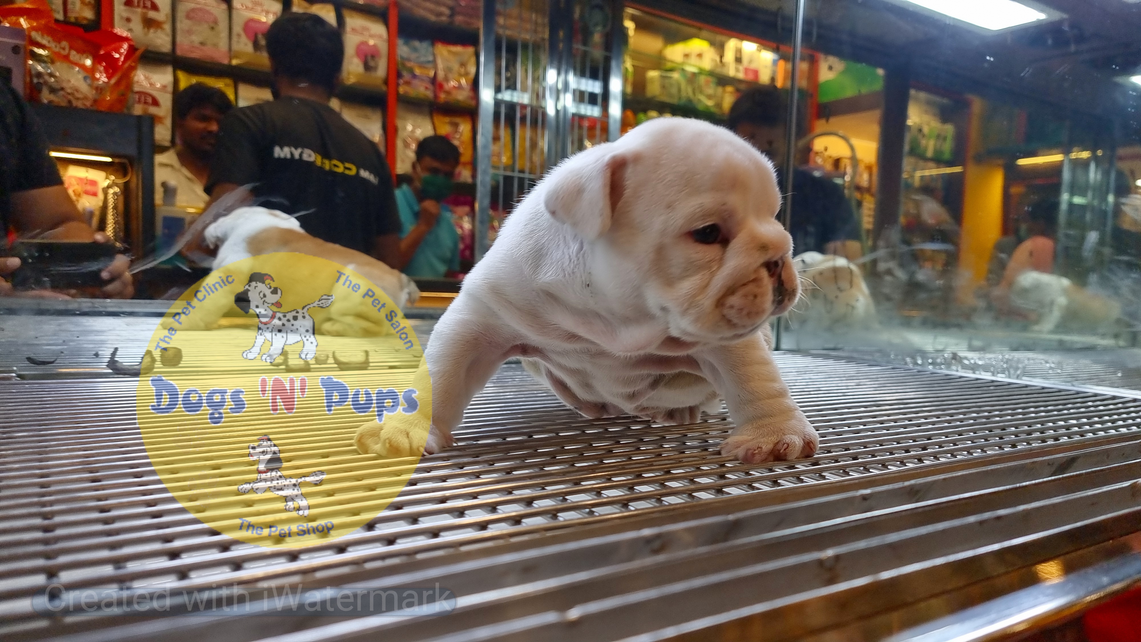 English Bulldog  image 5