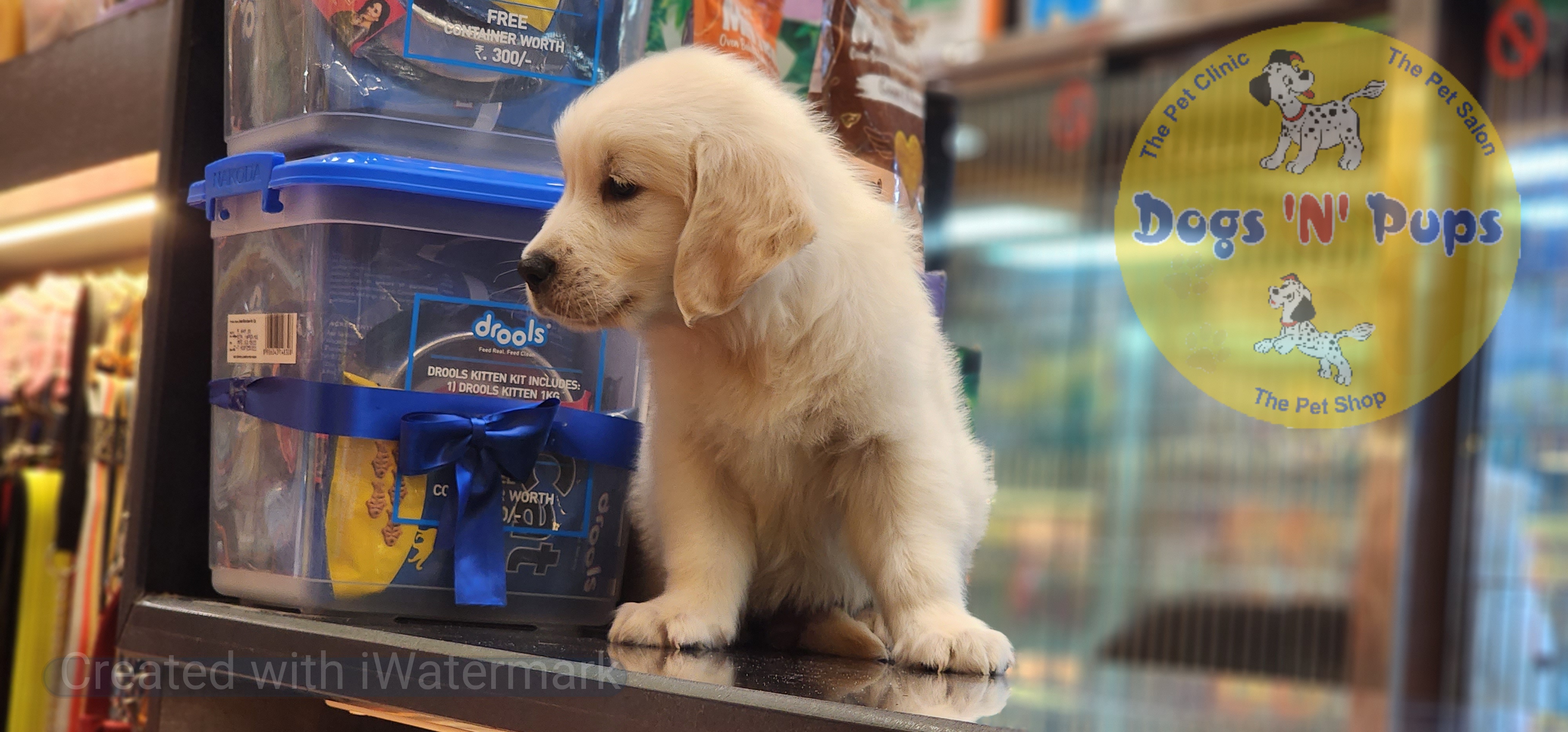 Golden retriever  image 4