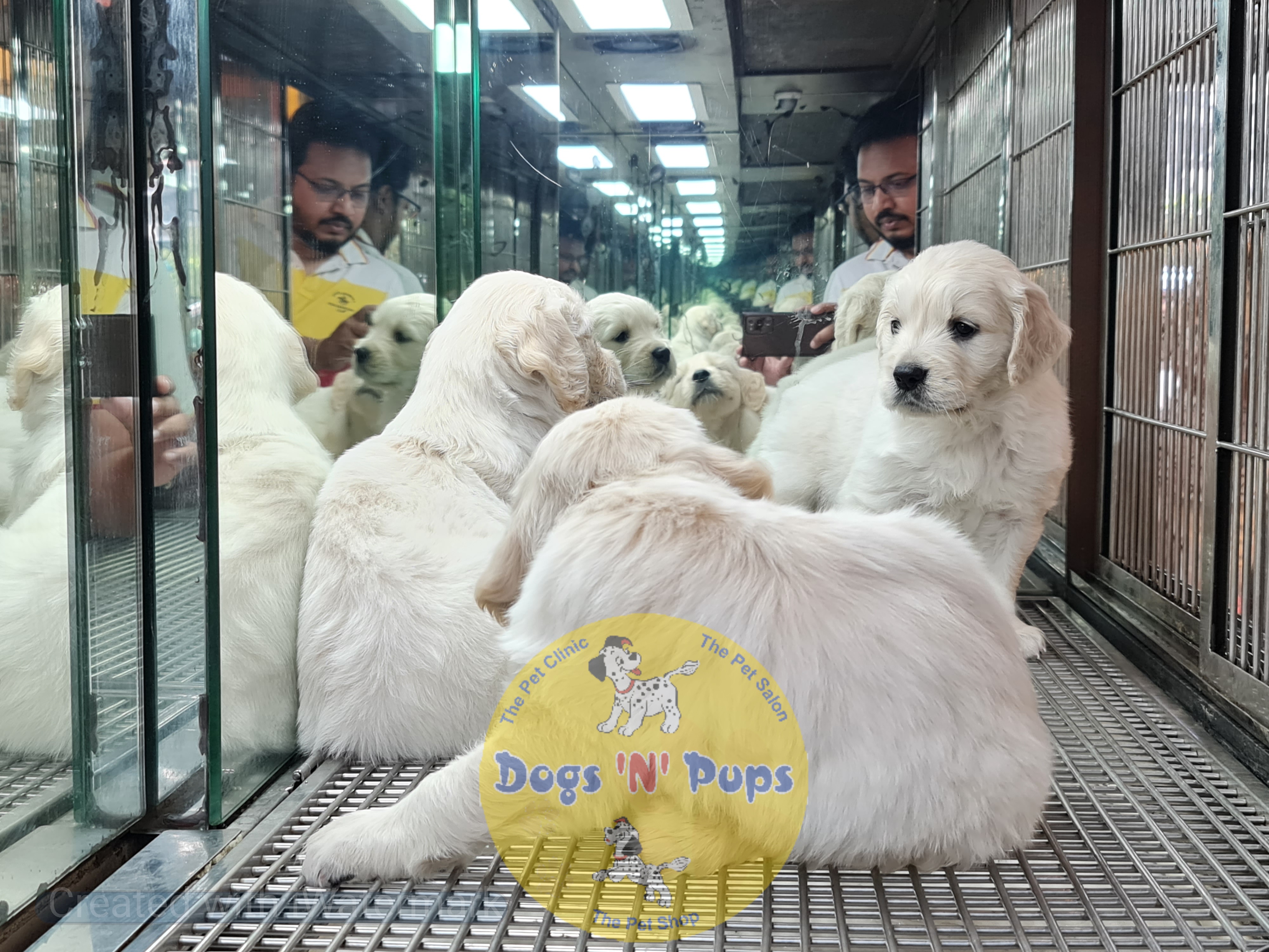Golden retriever puppies  image 3